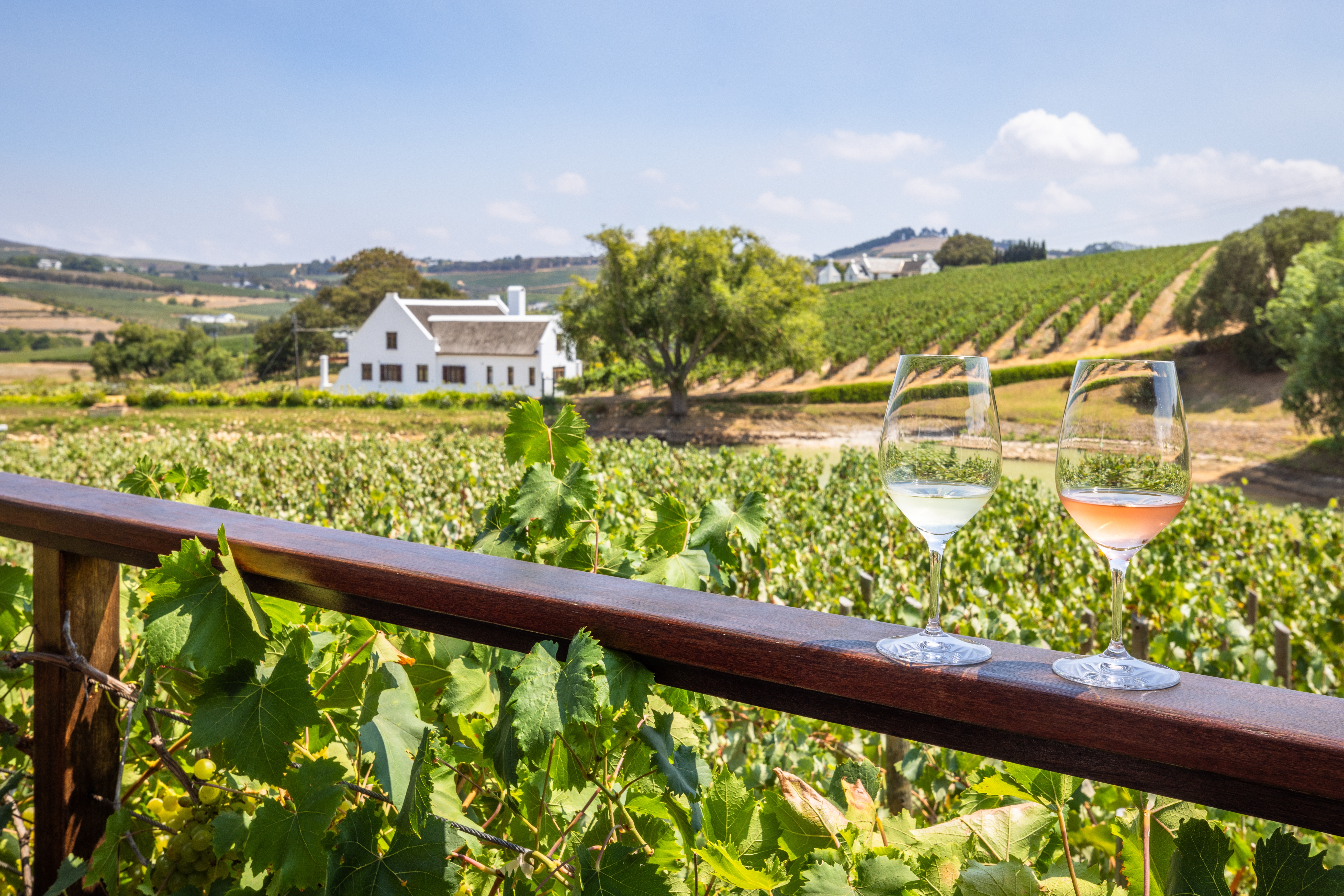 Udsøgt vinsmagning på den elegante Aaldering vingård i Stellenbosch - en perfekt introduktion til Sydafrikas prisvindende vine og den smukke Cape Winelands region