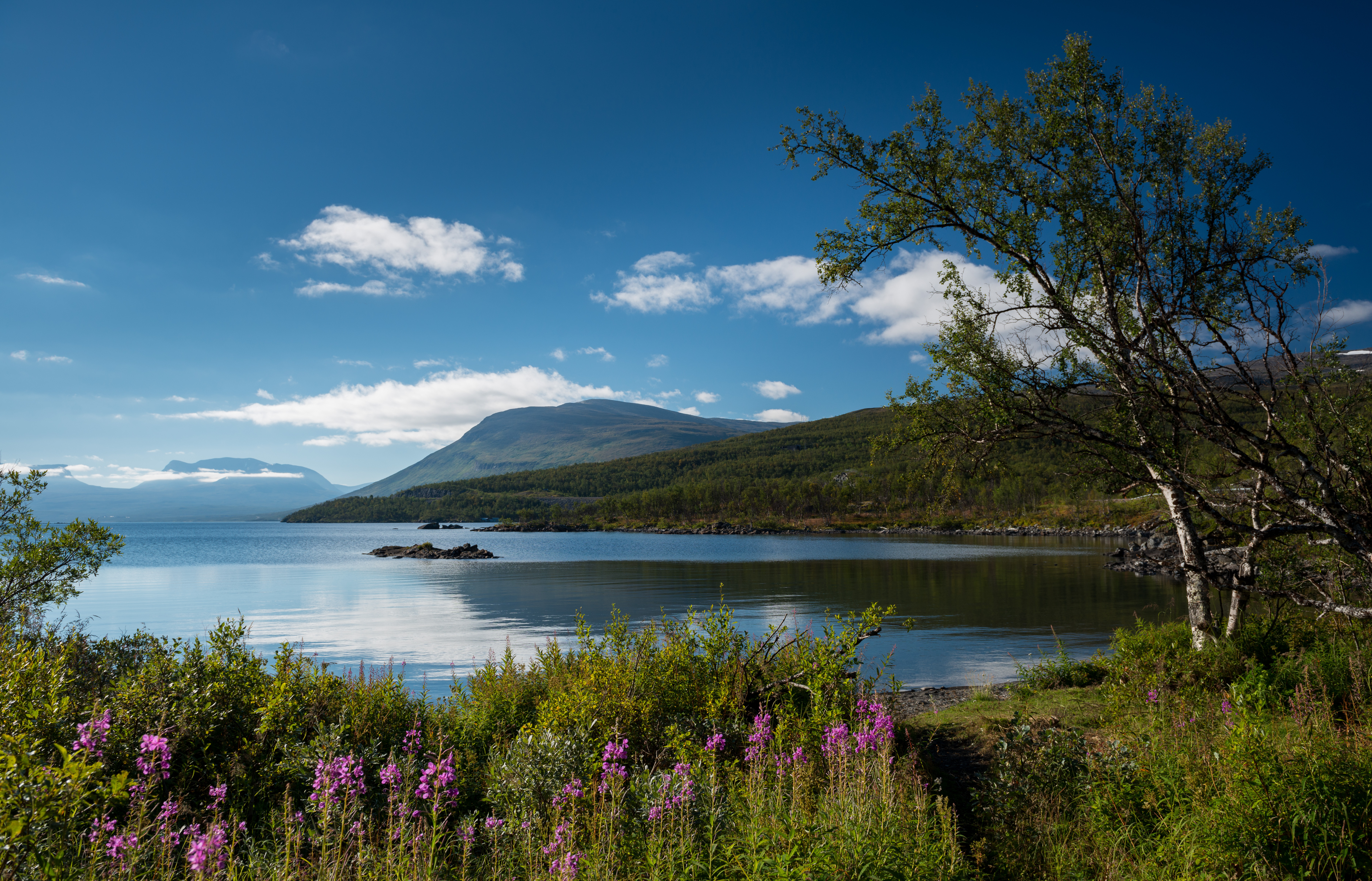 Smukt naturlandskab ved Torneträsk søen i Abisko Nationalpark med farverige blomster og bjerglandskab spejlet i det rolige vand om sommeren