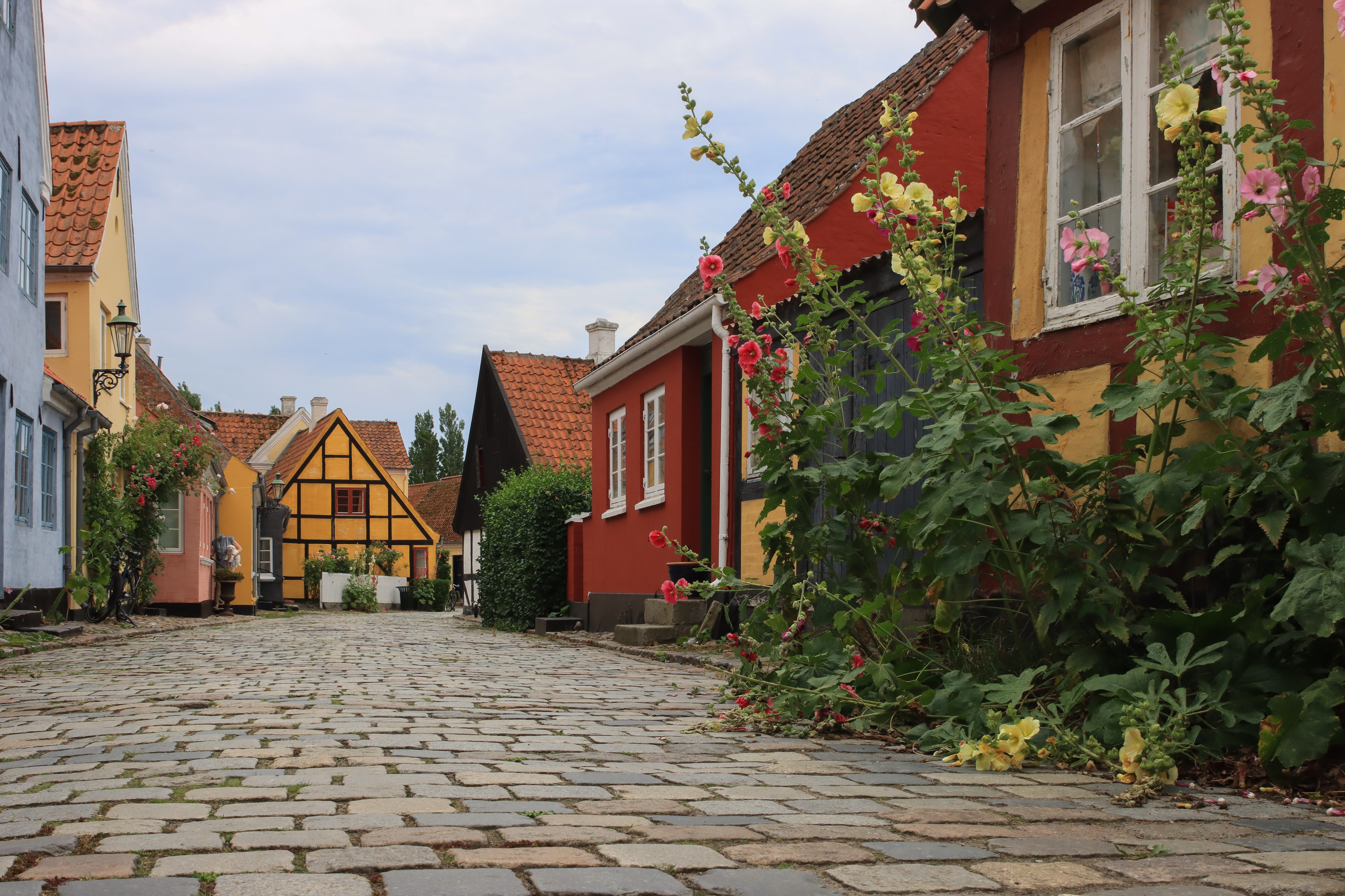 Romantisk brostensbelagt gade i Ærøskøbing omgivet af farverige gamle huse og blomstrende stokroser på Ærø