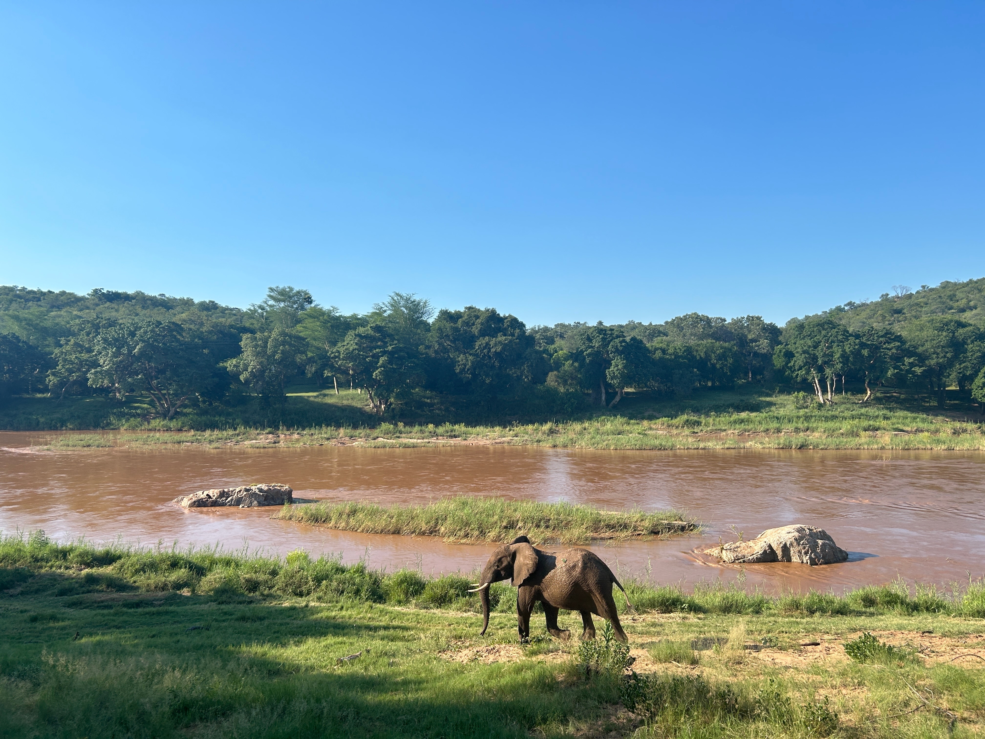 Storslåede elefanter i afrikansk vildmark ved flodkanten omgivet af grøn savanne på safari-oplevelse