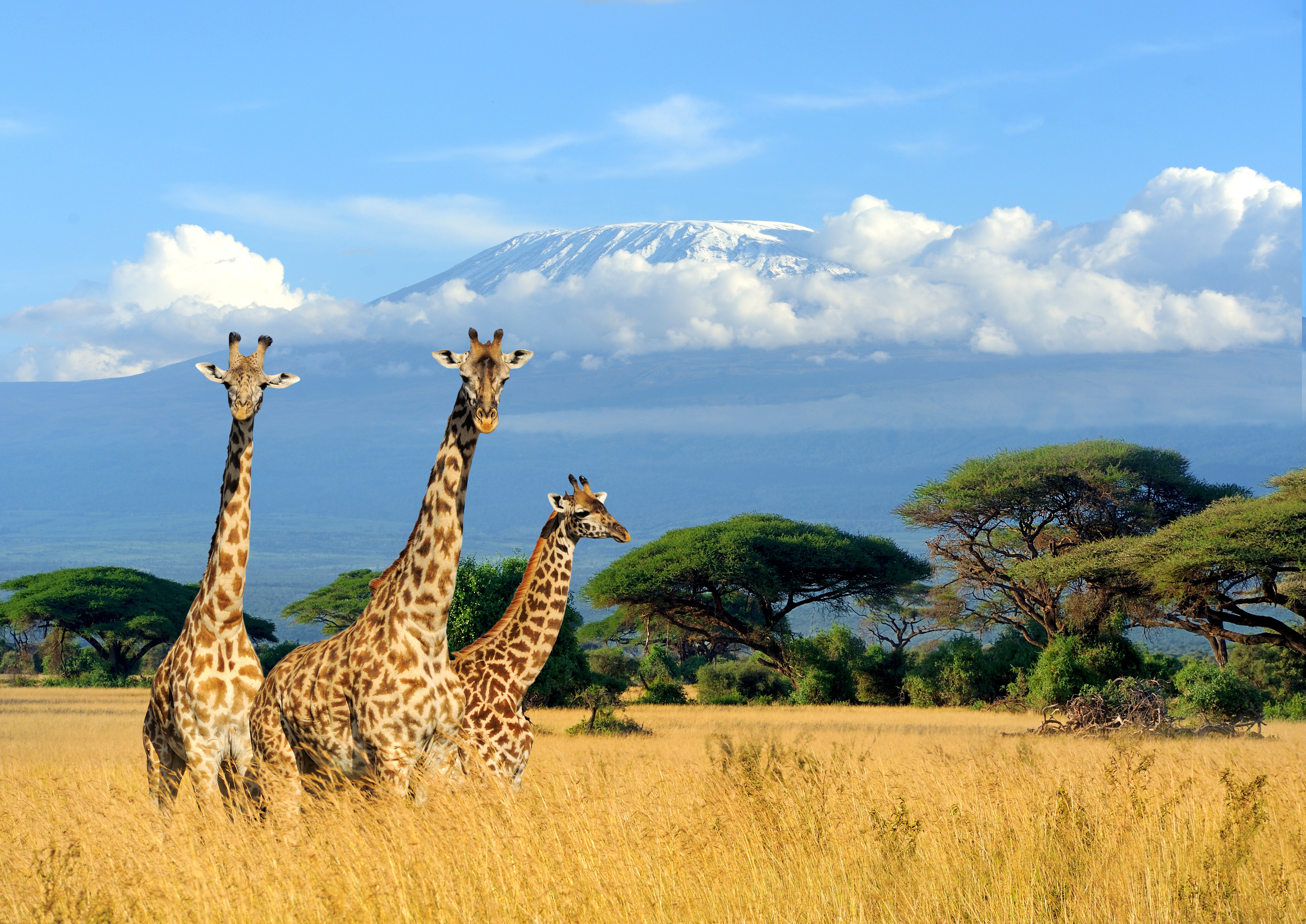 Fascinerende møde med giraffer på den gyldne savanne i Kenya med det storslåede Kilimanjaro bjerg i baggrunden, oplev Afrikas unikke dyreliv
