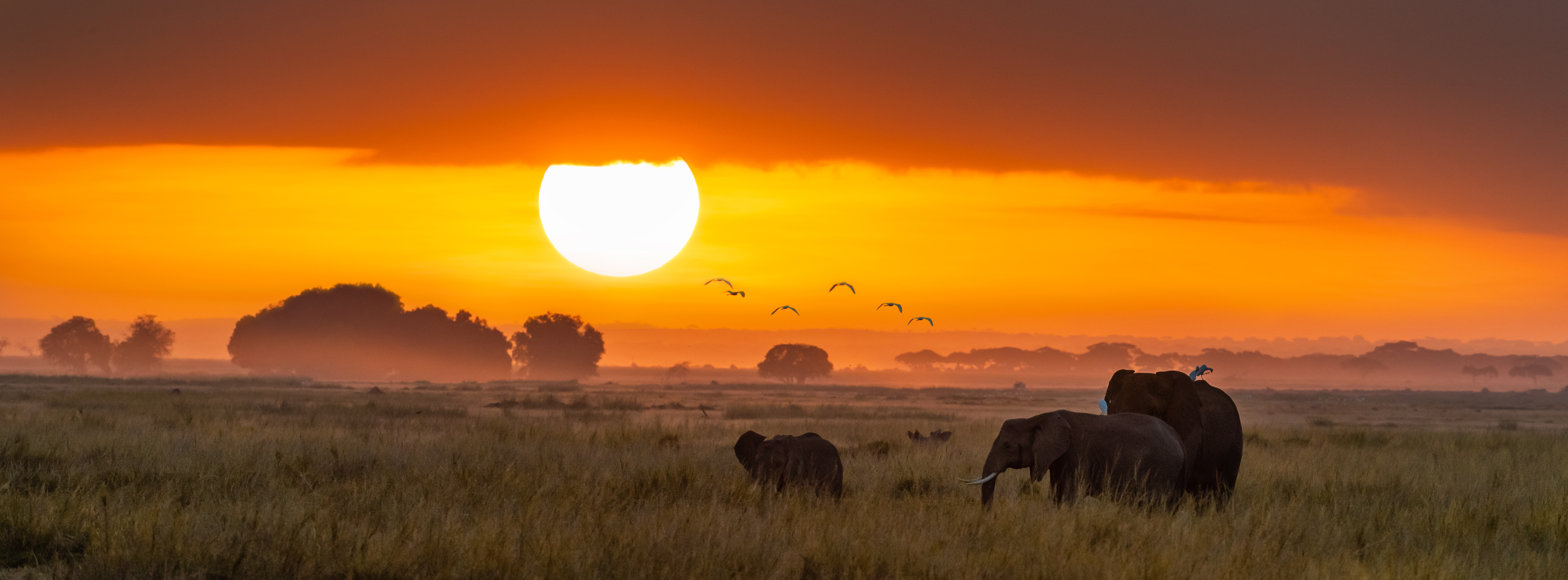 Afrikanske elefanter i deres naturlige habitat på safari rejse i Kenya Amboseli nationalpark
