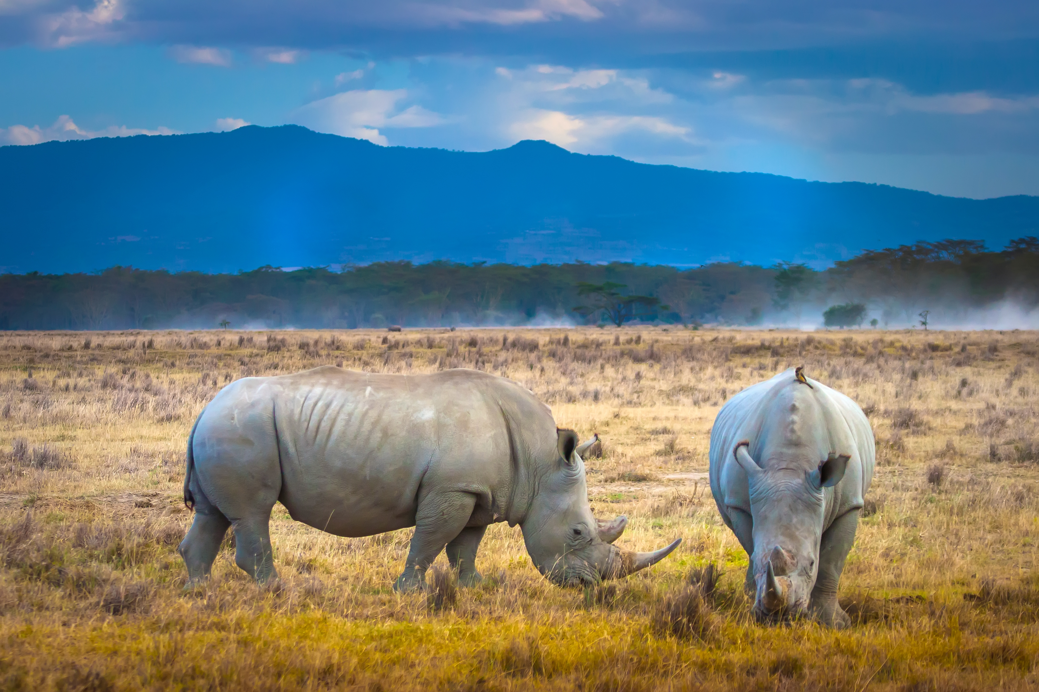 Afrikanske næsehorn på græsgang under wildlife safari i Kenya