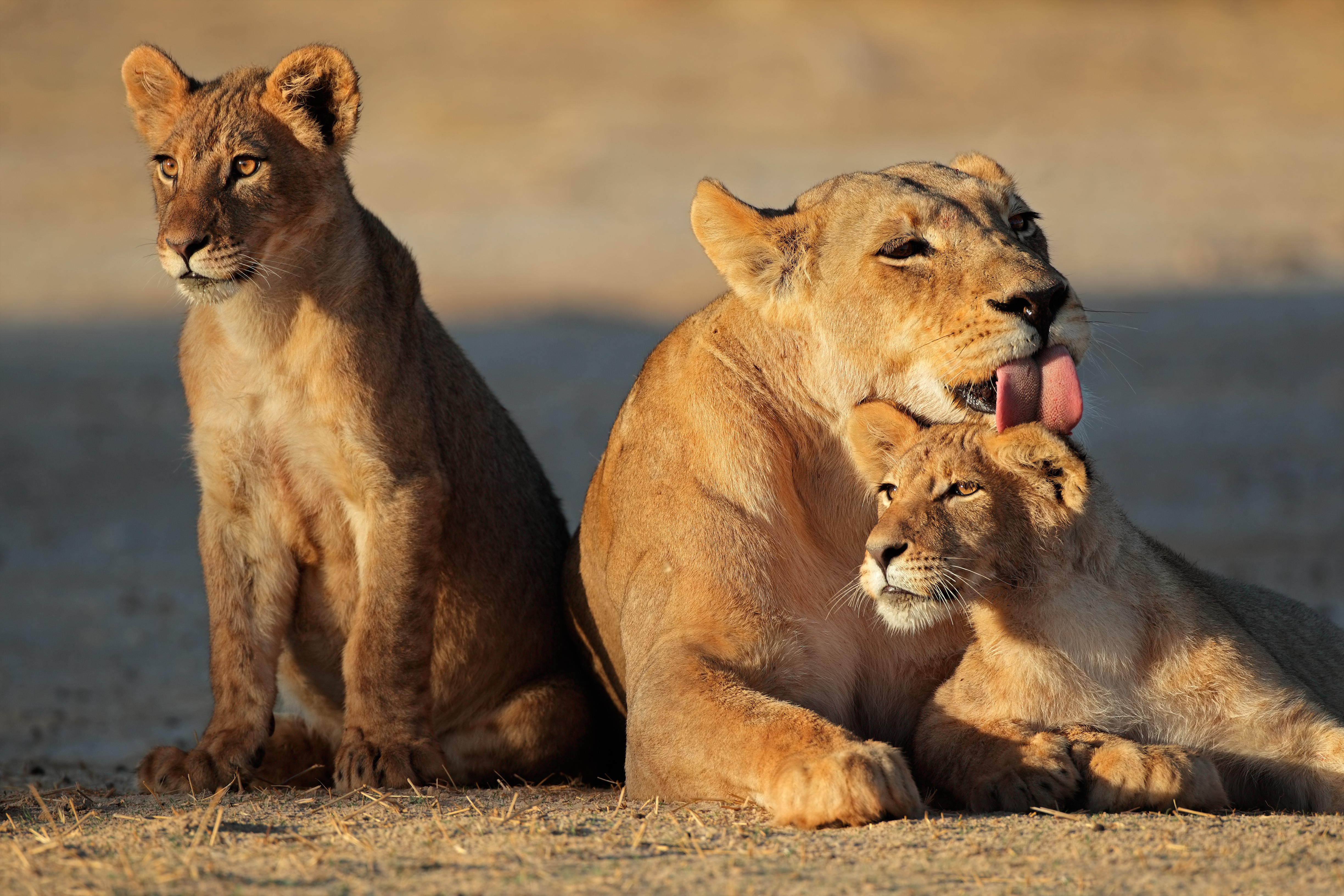 Kærlig løvemor med små unger under wildlife safari i Sydafrikas Kalahari