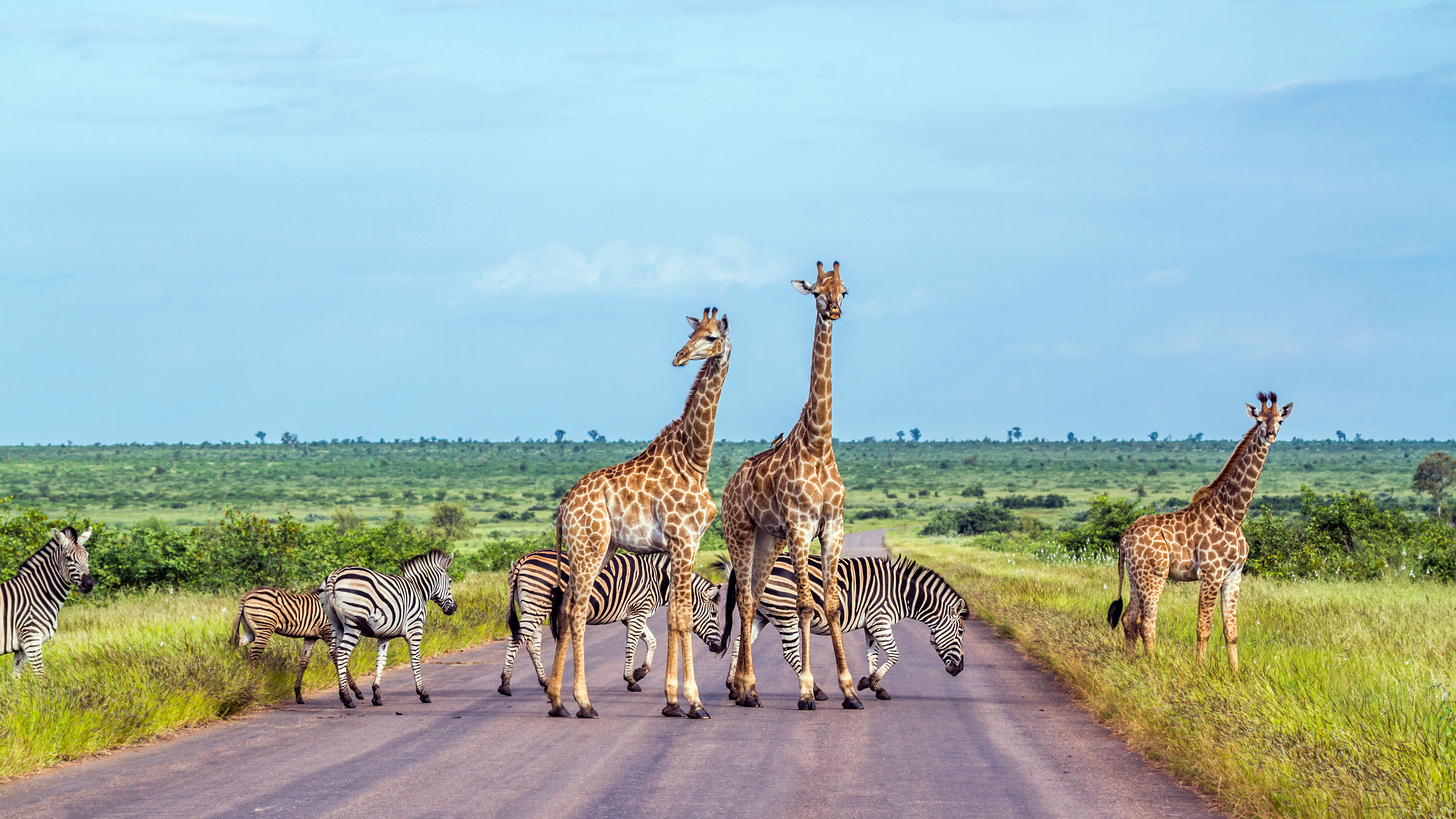 Utrolig safarioplevelse med giraffer og zebraer i Afrikas natur