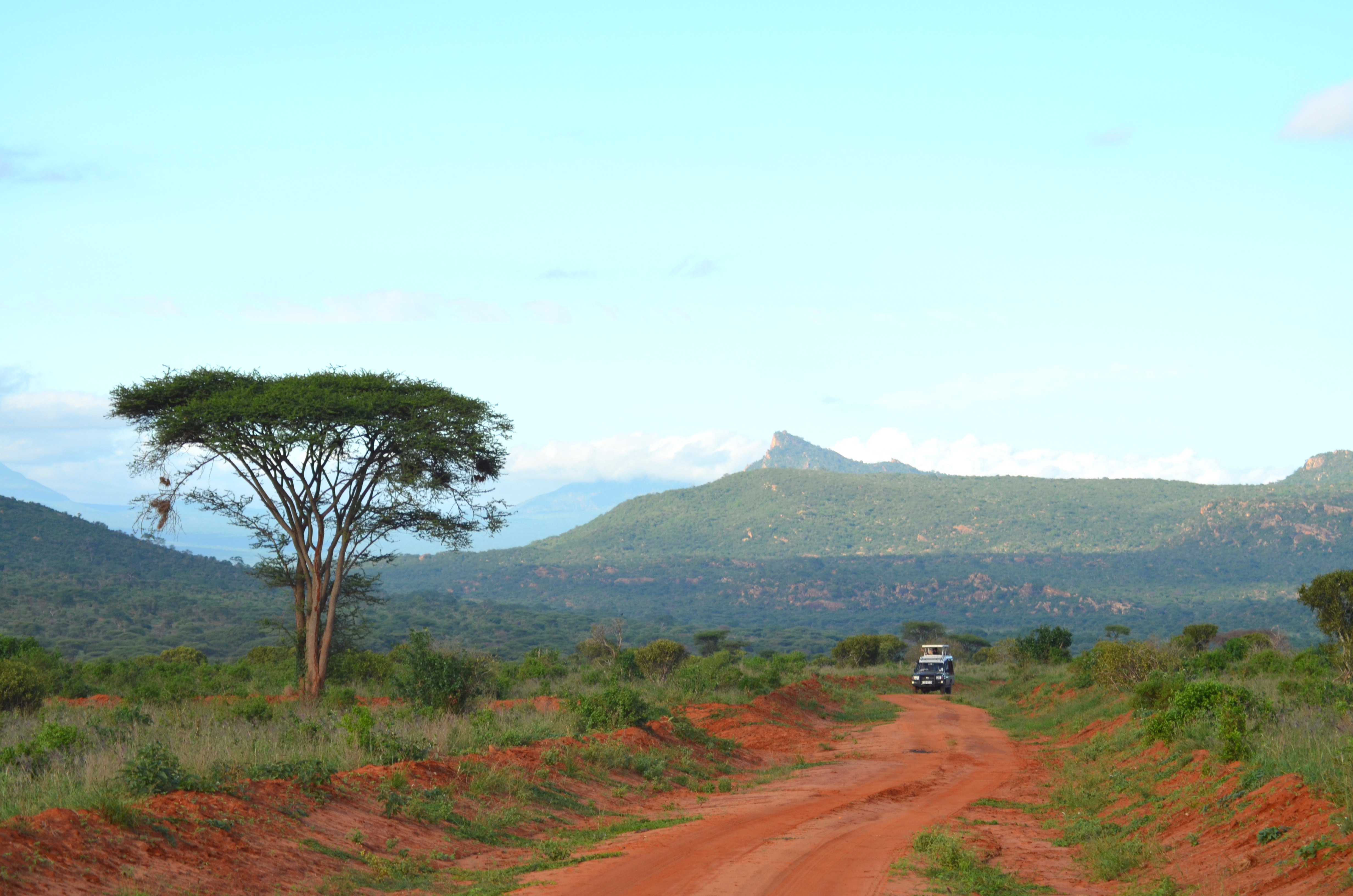 Afrika safari gennem Kenyas vildmark med traditionelt akacietræ og bjerge