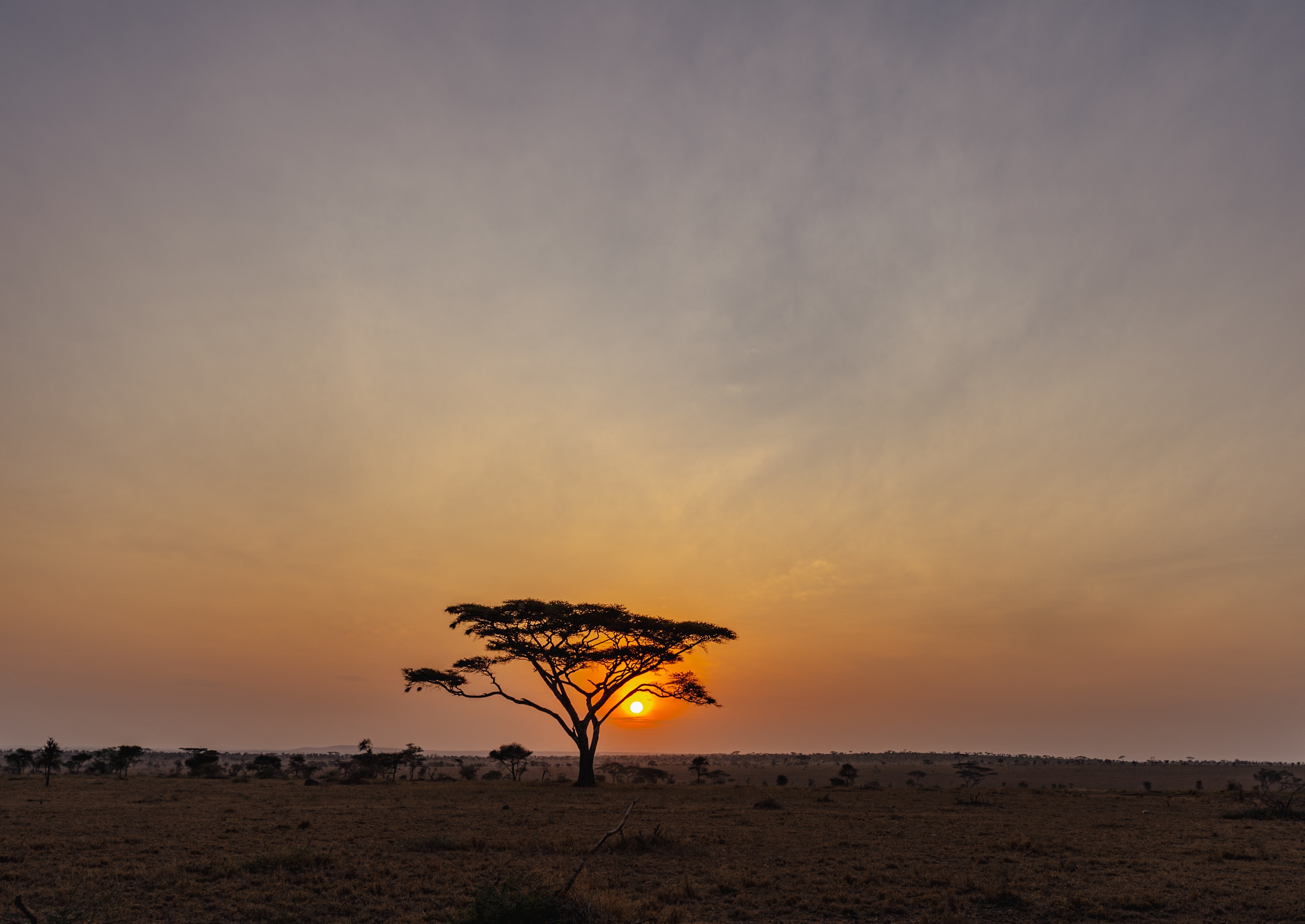 Ikonisk afrikansk safari solnedgang med acacia træ i Serengeti Tanzania