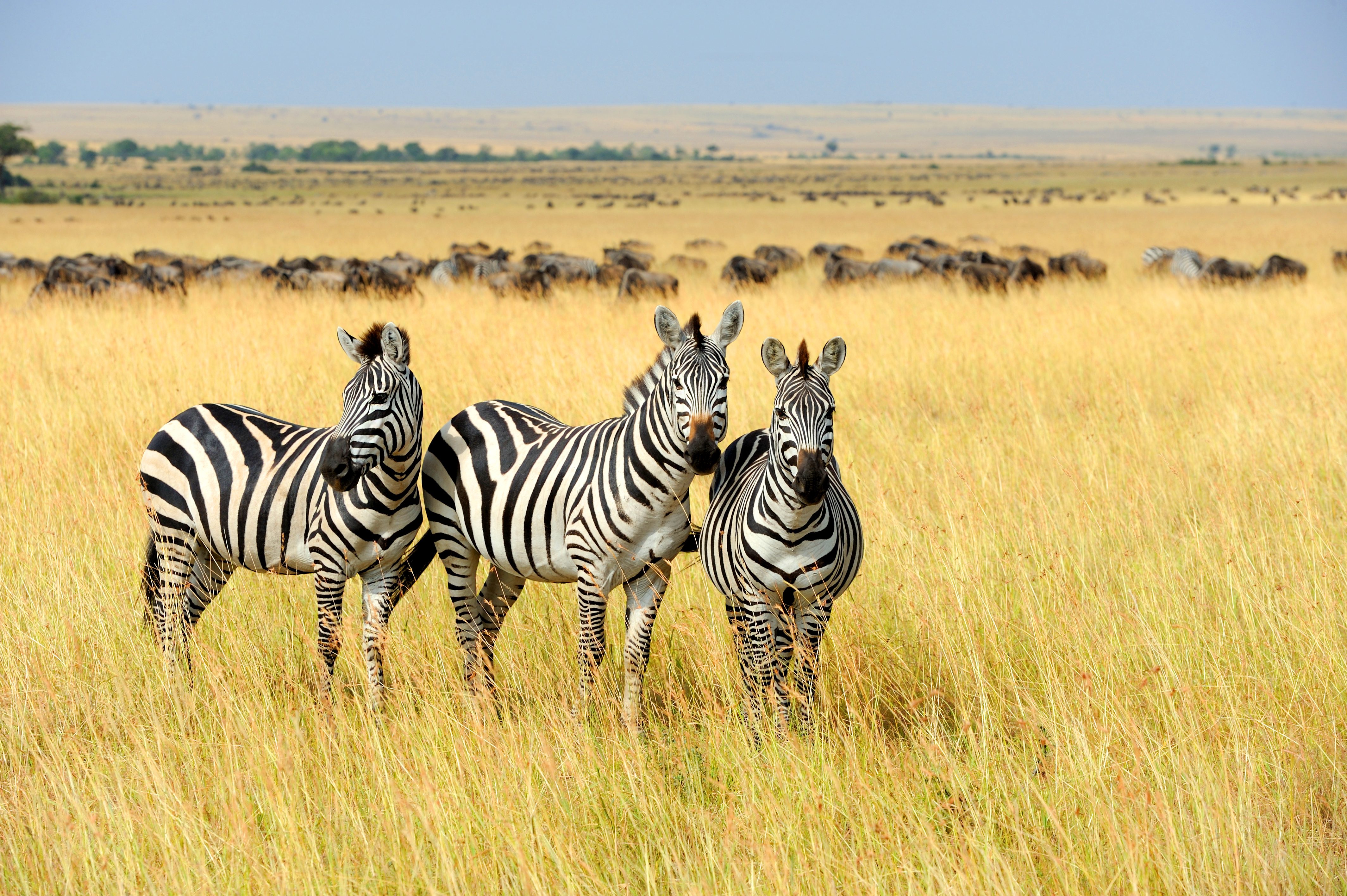 Afrika safari med zebraer i det åbne græsland i Serengeti