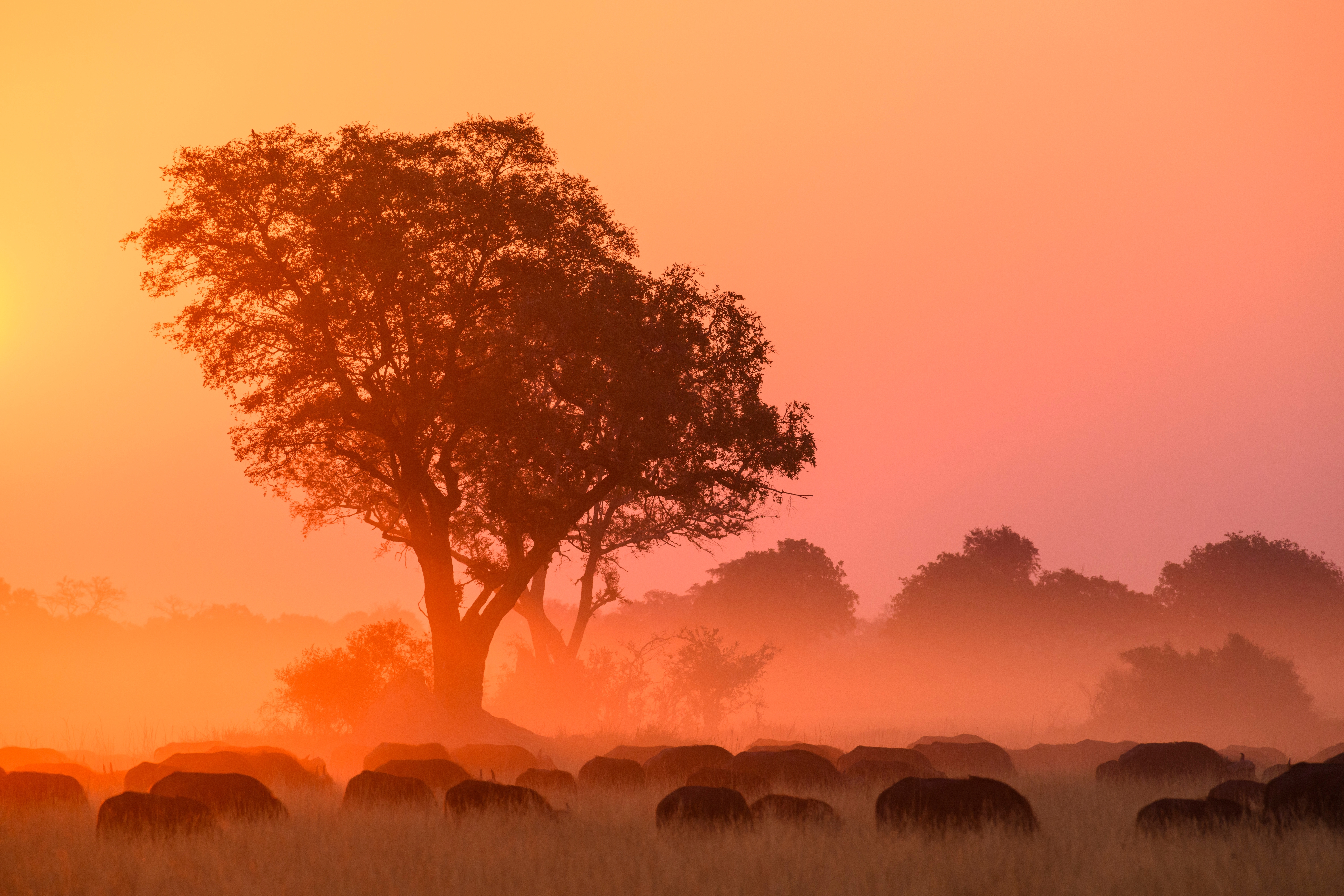 Afrikansk wildlife safari med bøfler ved romantisk solnedgang
