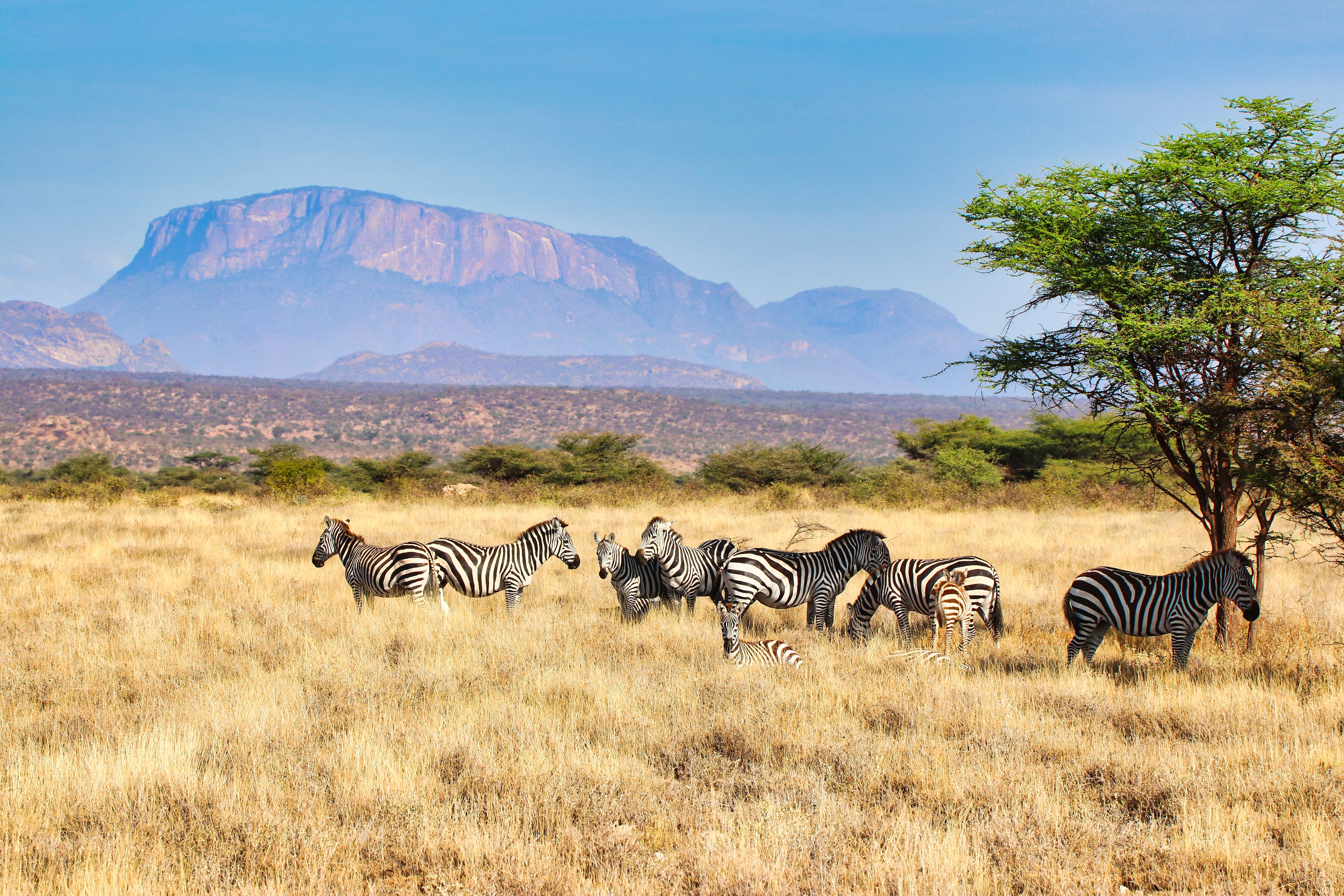 Zebraflok i Rift Valley savanne med akacietræ og bjergkæde