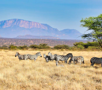 Zebraflok i Rift Valley savanne med akacietræ og bjergkæde