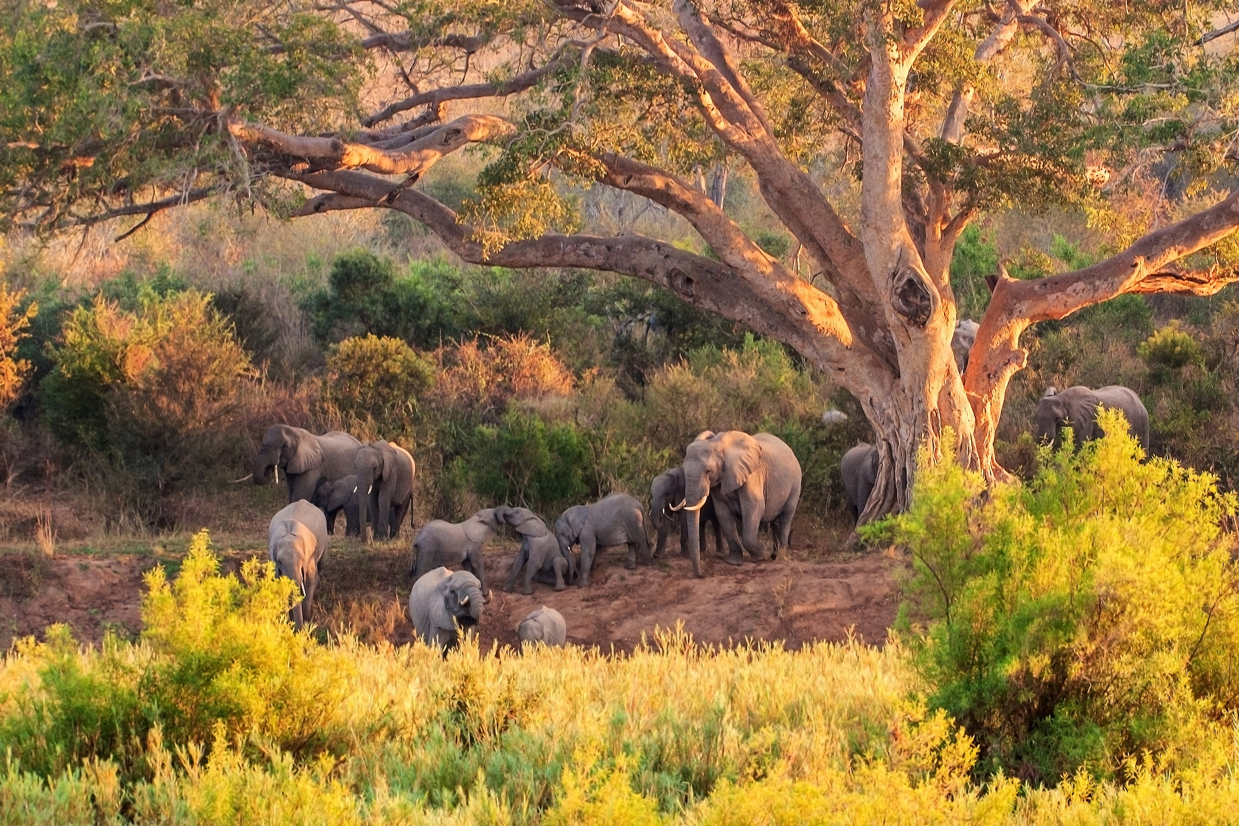 Majestætiske afrikanske elefanter i deres naturlige habitat i Kruger Nationalpark, perfekt safari-oplevelse i Sydafrika