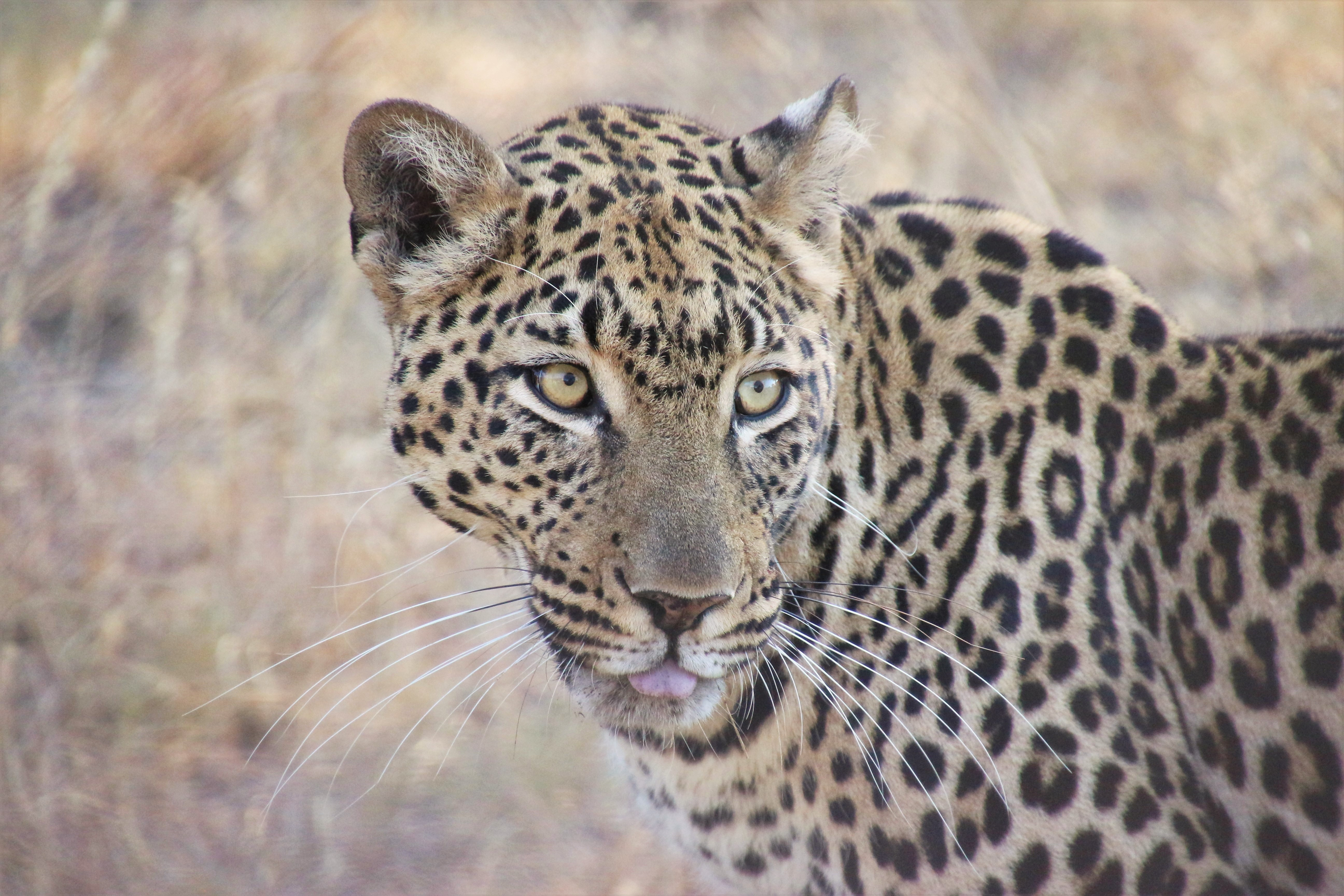 Tæt portræt af en leopard, et af Afrikas Big Five dyr, på safari i Sydafrika