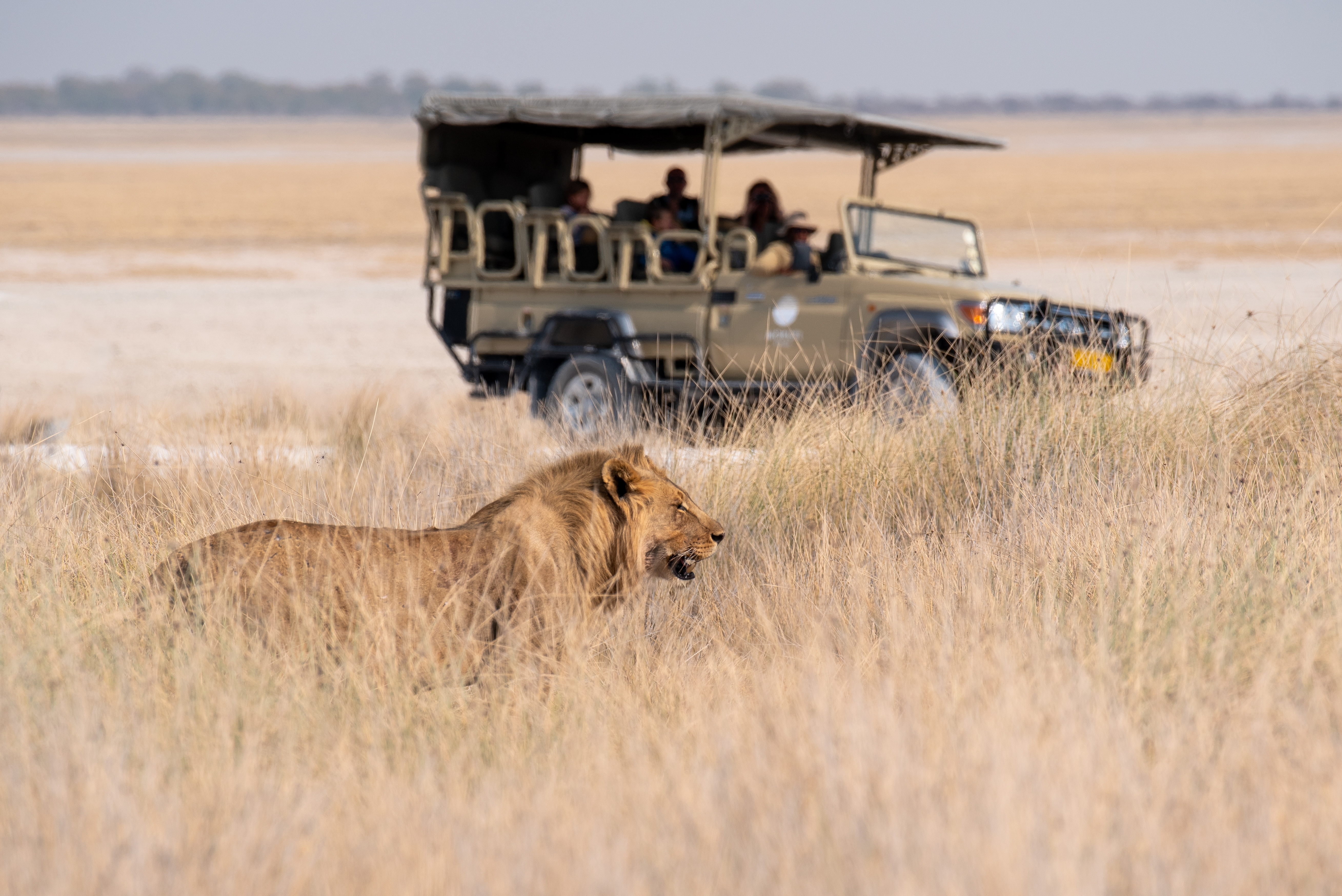 Storslået afrikansk løve i naturens eget miljø under safari tur