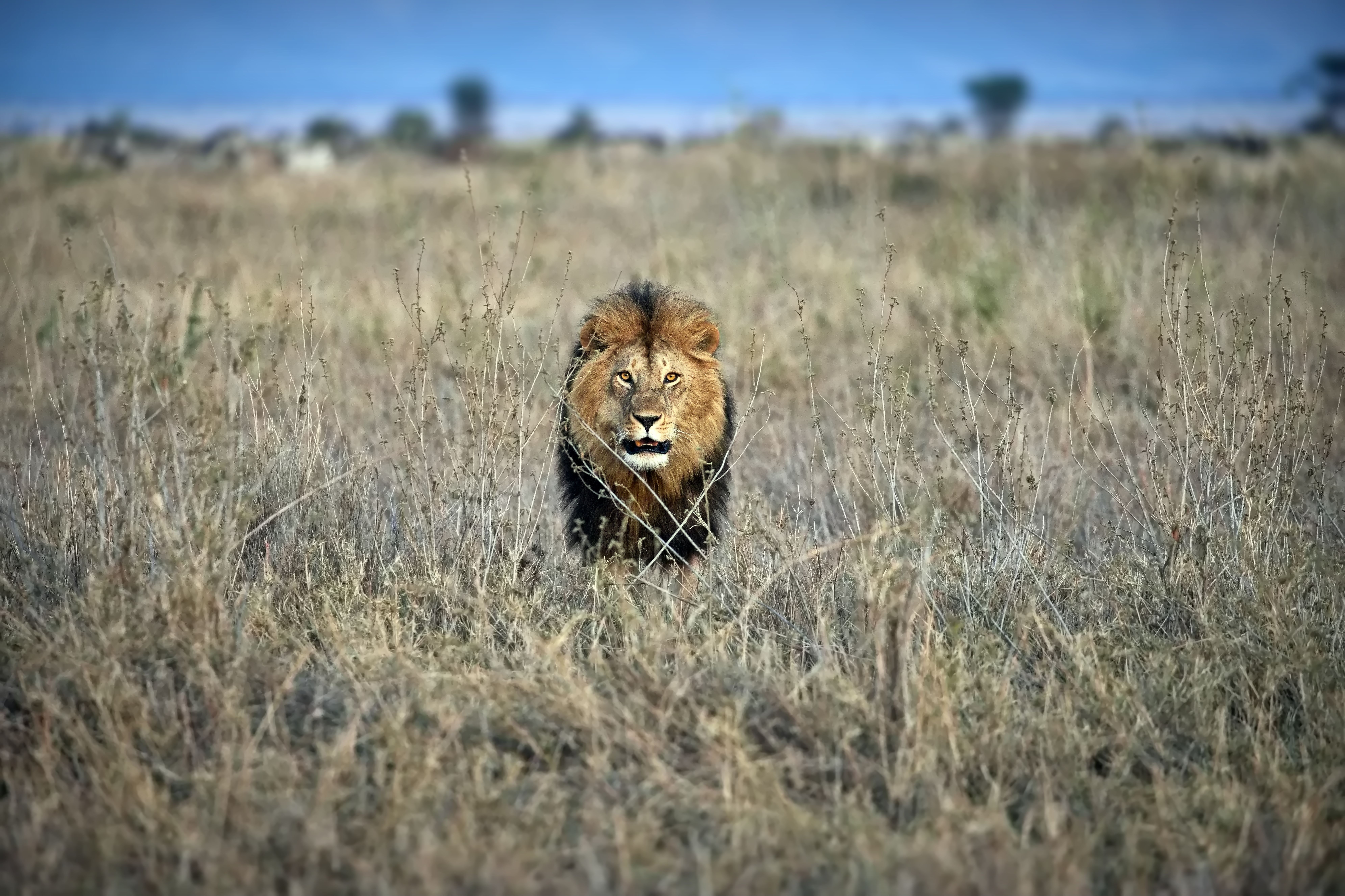 Storslået hanløve med mørkt manke på afrikansk safari