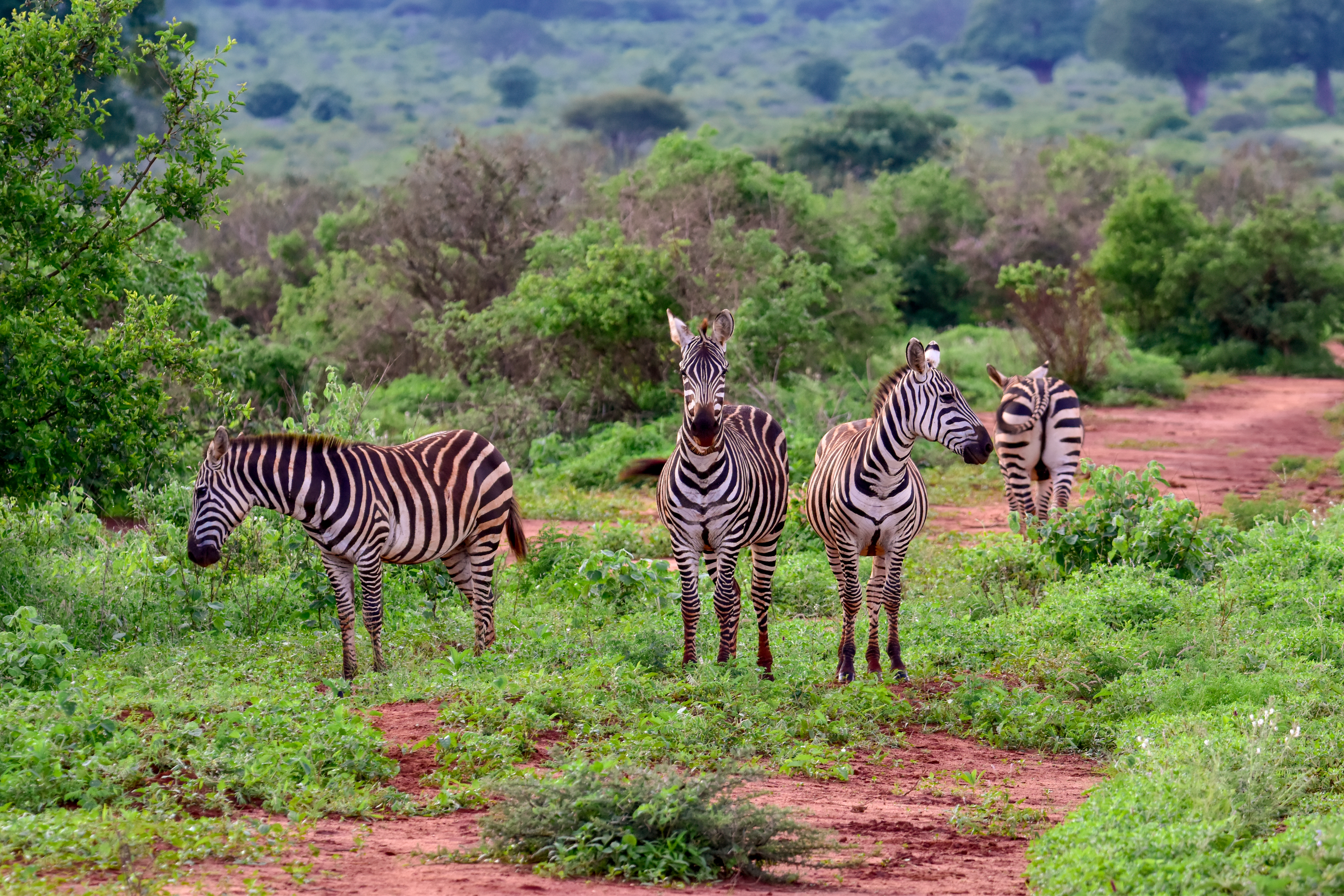 Vilde zebraer i den grønne savanne under safari i Kenya
