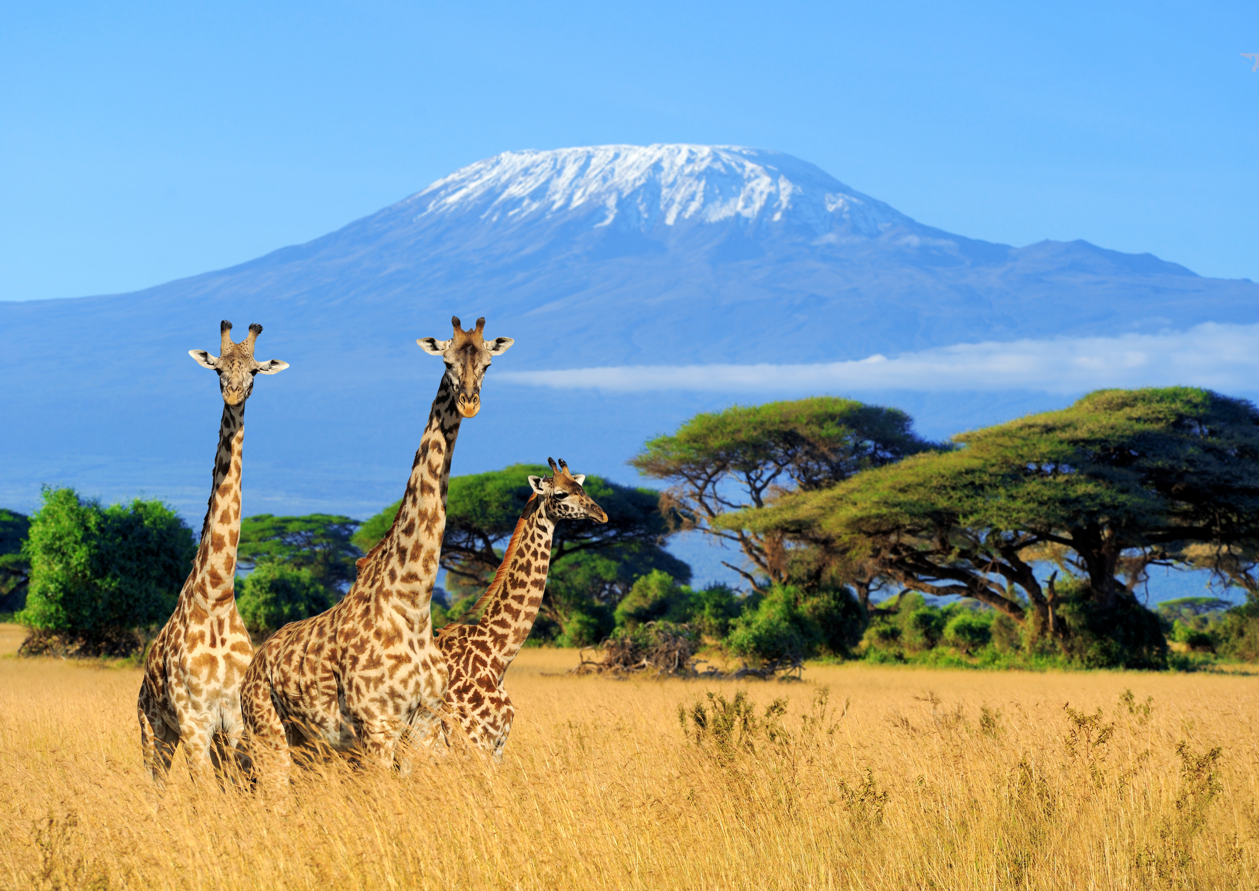 Fascinerende udsigt over tre giraffer på den gyldenbrune savanne med det imponerende Kilimanjaro-bjerg i baggrunden i Kenyas vildtreservat