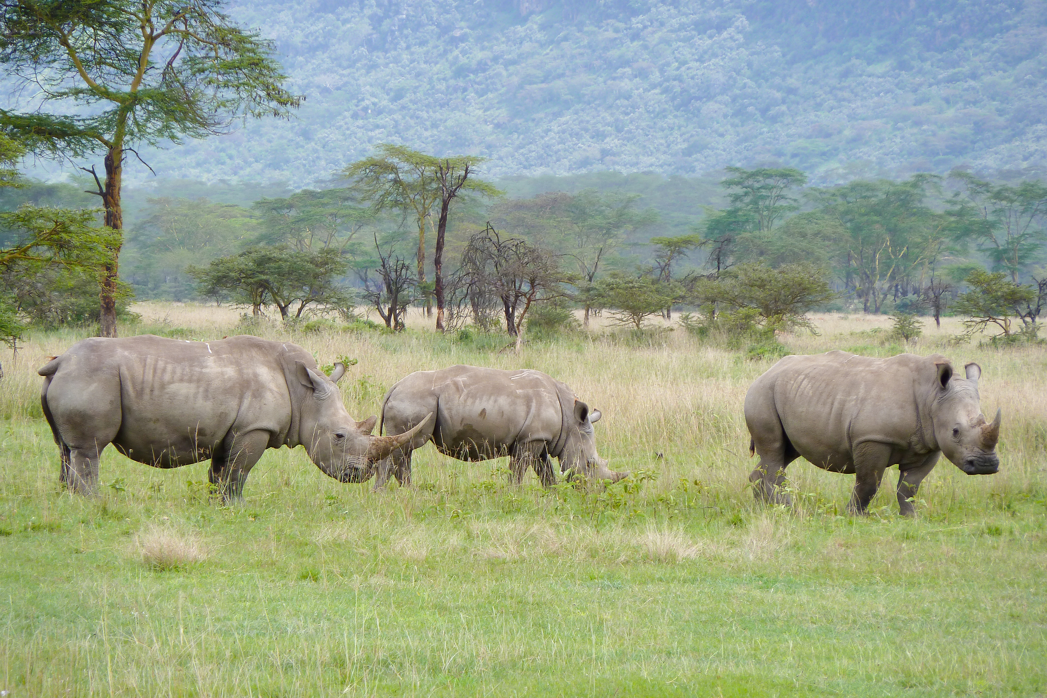 Afrikanske næsehorn på græsning under wildlife safari