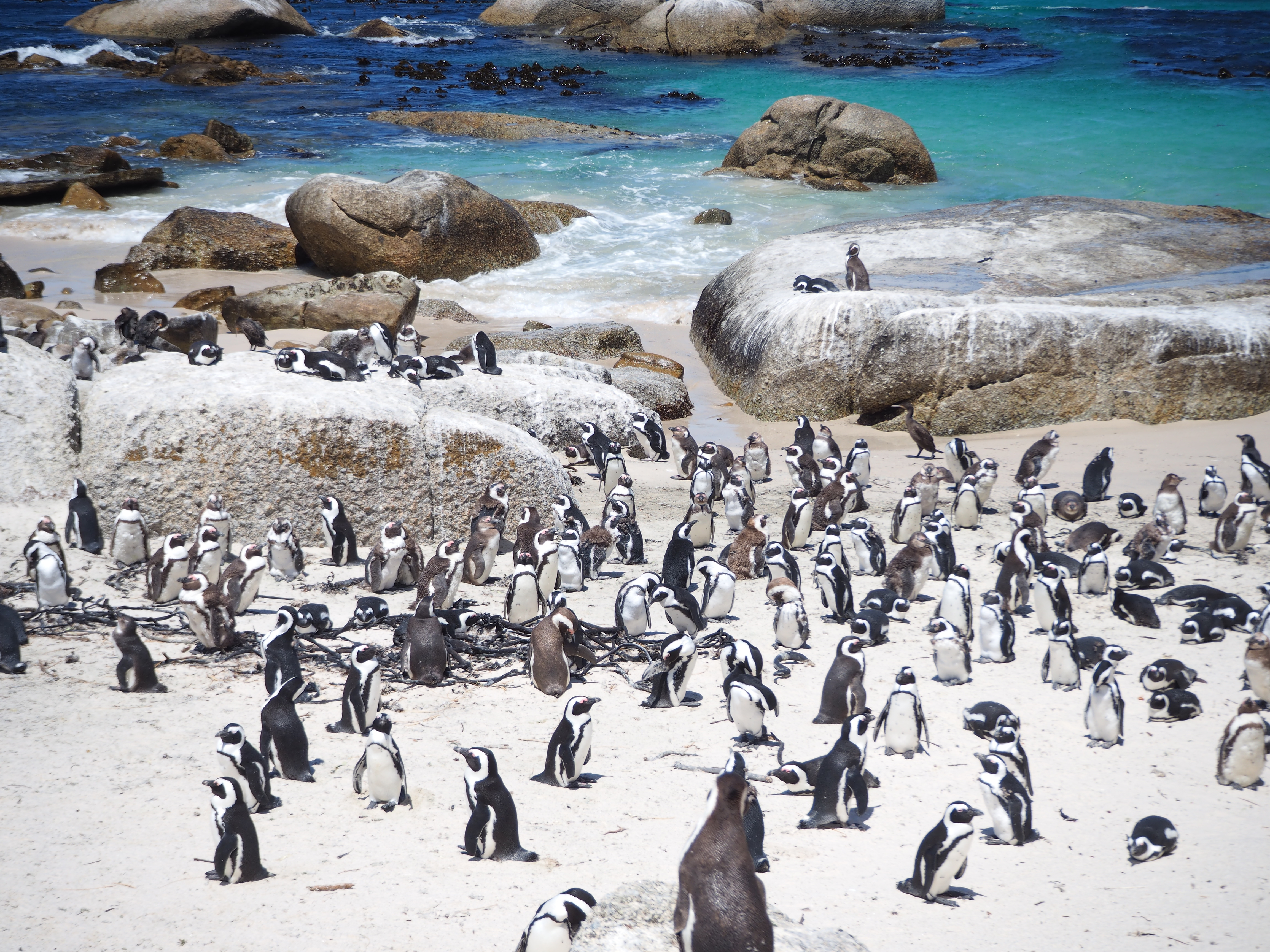Naturpark med afrikanske pinguiner på Boulders Beach nær Simons Town, Cape Town i det smukke Sydafrika