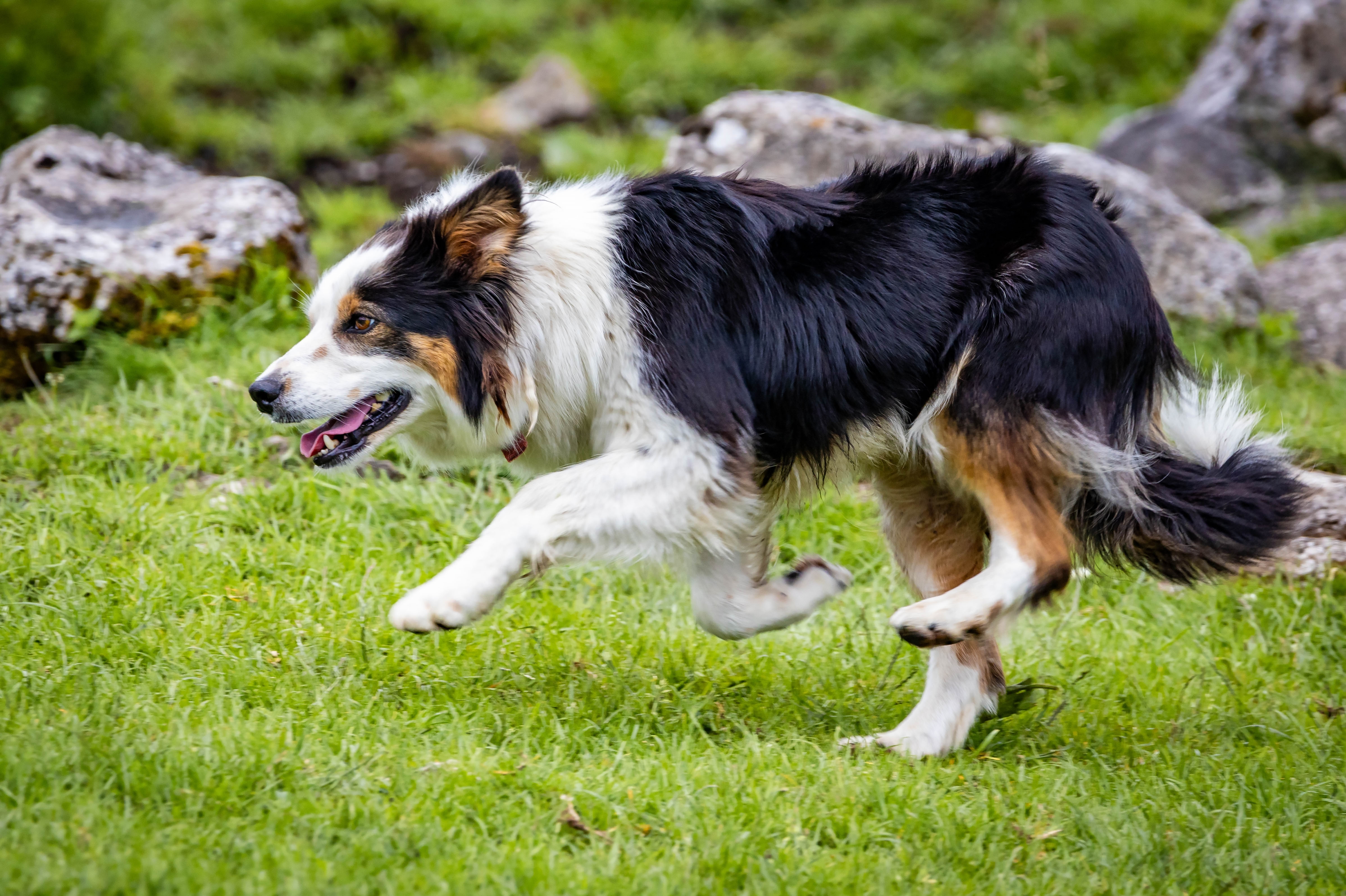 Aktiv hund nyder naturoplevelse på grønt græs - inspiration til aktive ferier