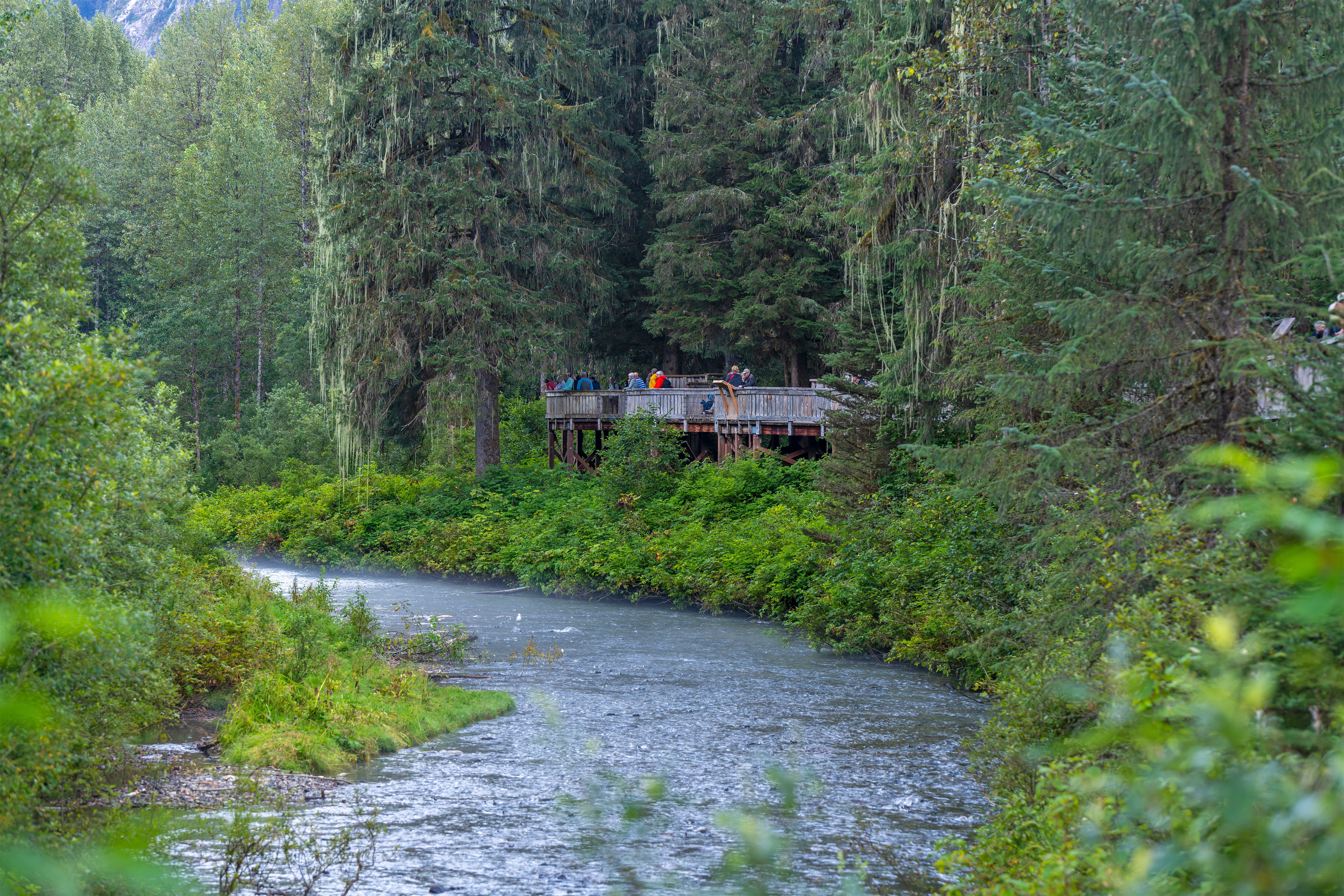 Turister på forhøjet boardwalk ved Fish Creek i Hyder, Alaska, til observation af bjørne og dyreliv i Tongass National Forest