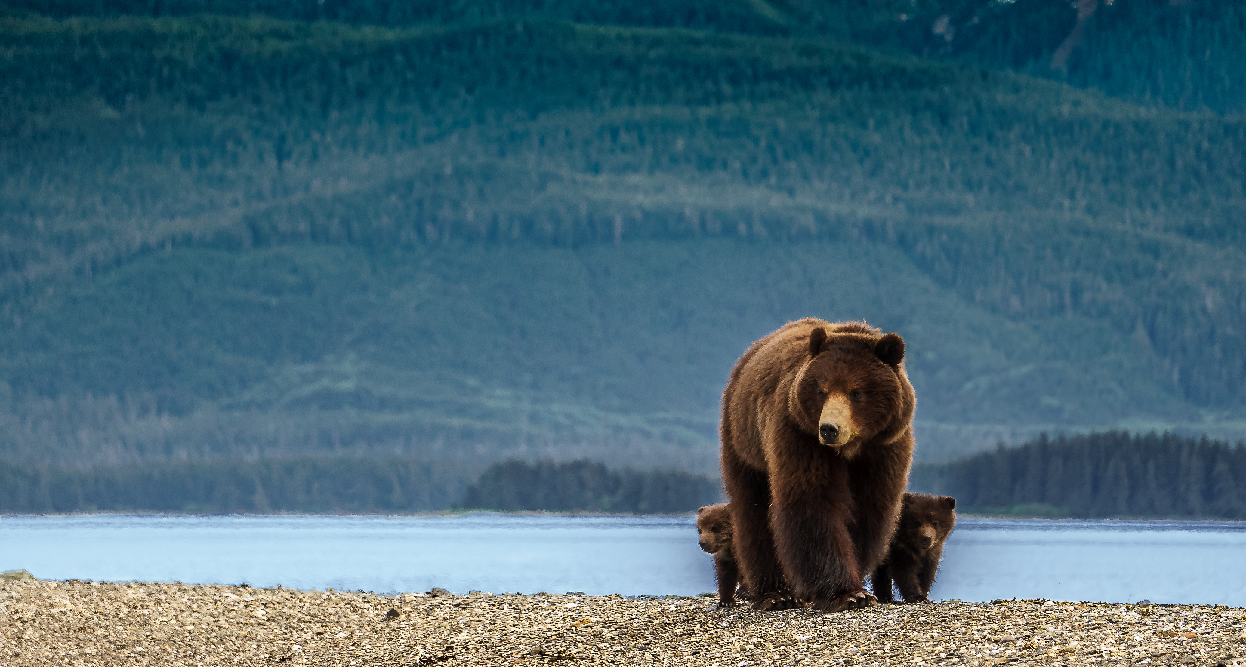 Bjørn med unger i Alaska vildmark - naturrejse oplevelse