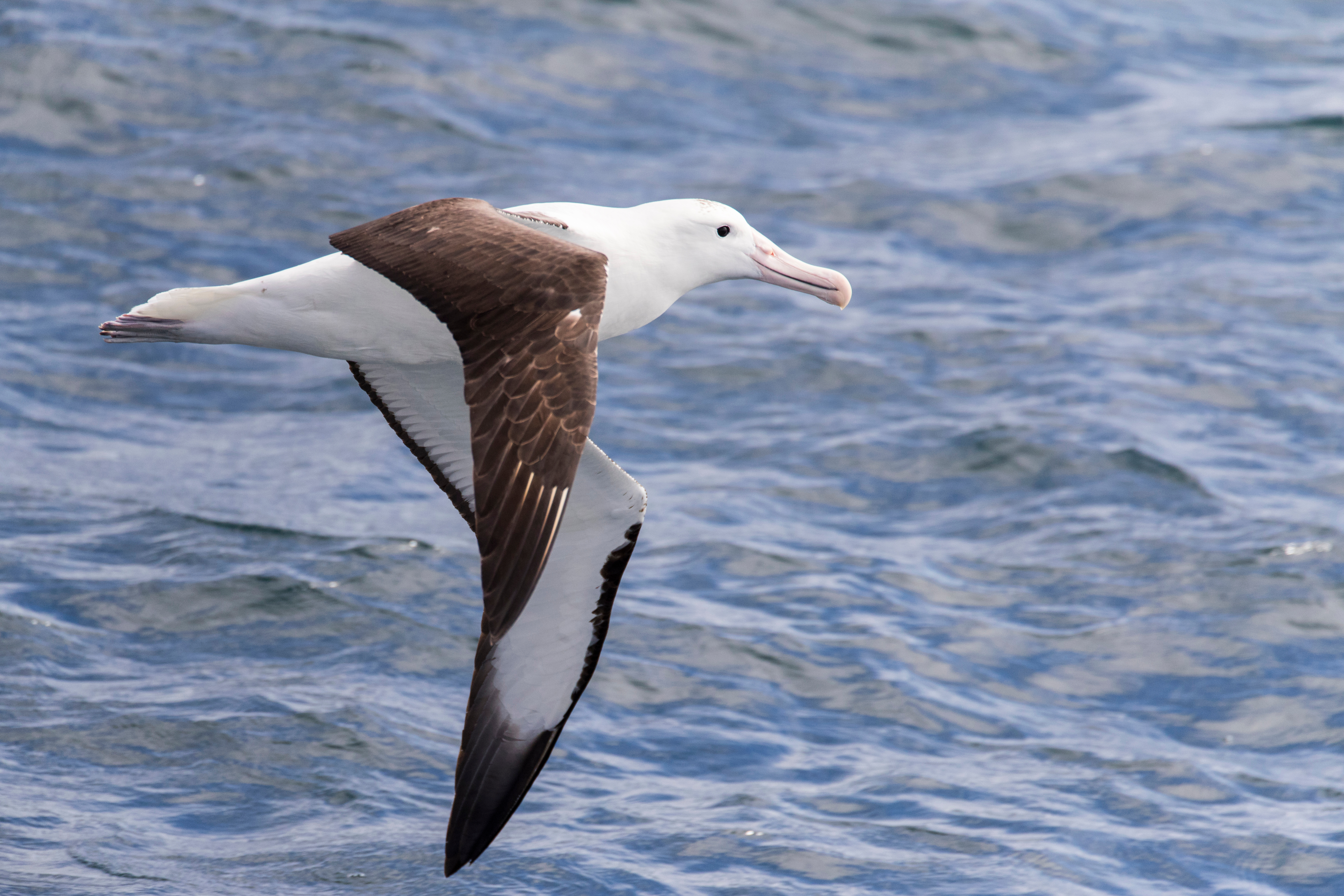 Vild kongelig albatros i flugt over det åbne hav ved New Zealand