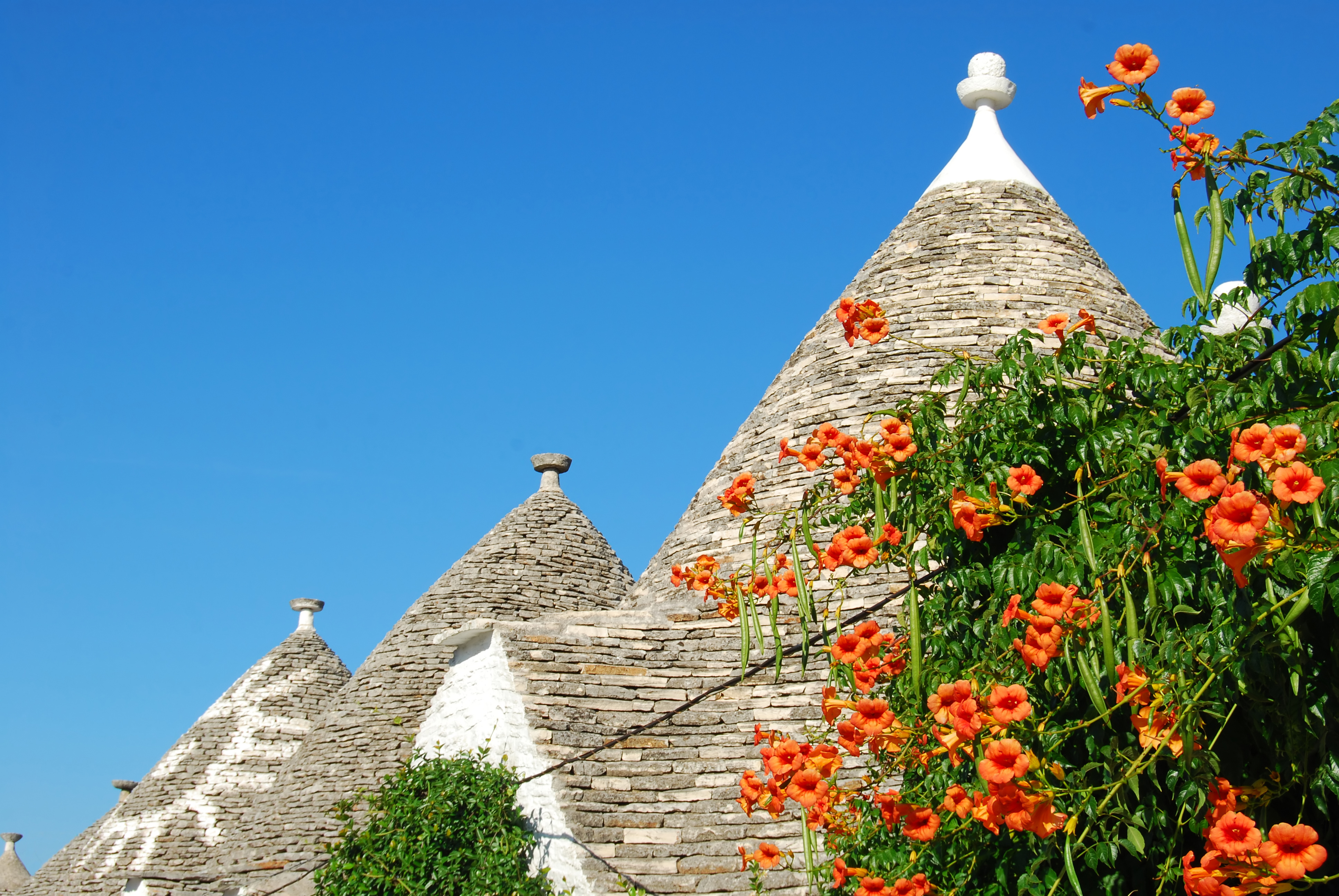 Fascinerende trulli-bygninger med deres karakteristiske hvide mure og stentage omgivet af farverige blomster i UNESCO-beskyttede Alberobello i Apulien