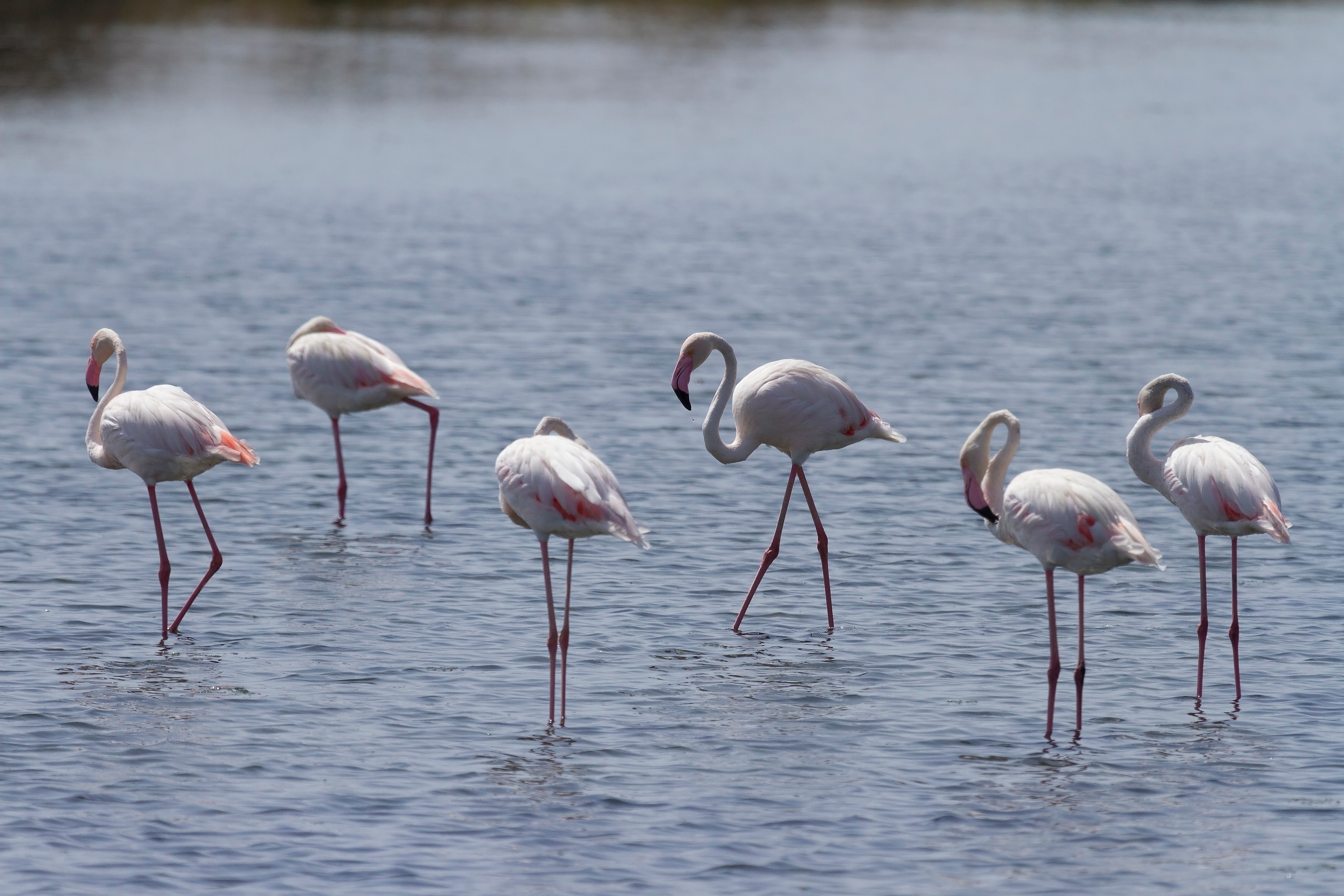 Elegante flamingoer vadefugle i det beskyttede naturområde Ria Formosa, Portugal