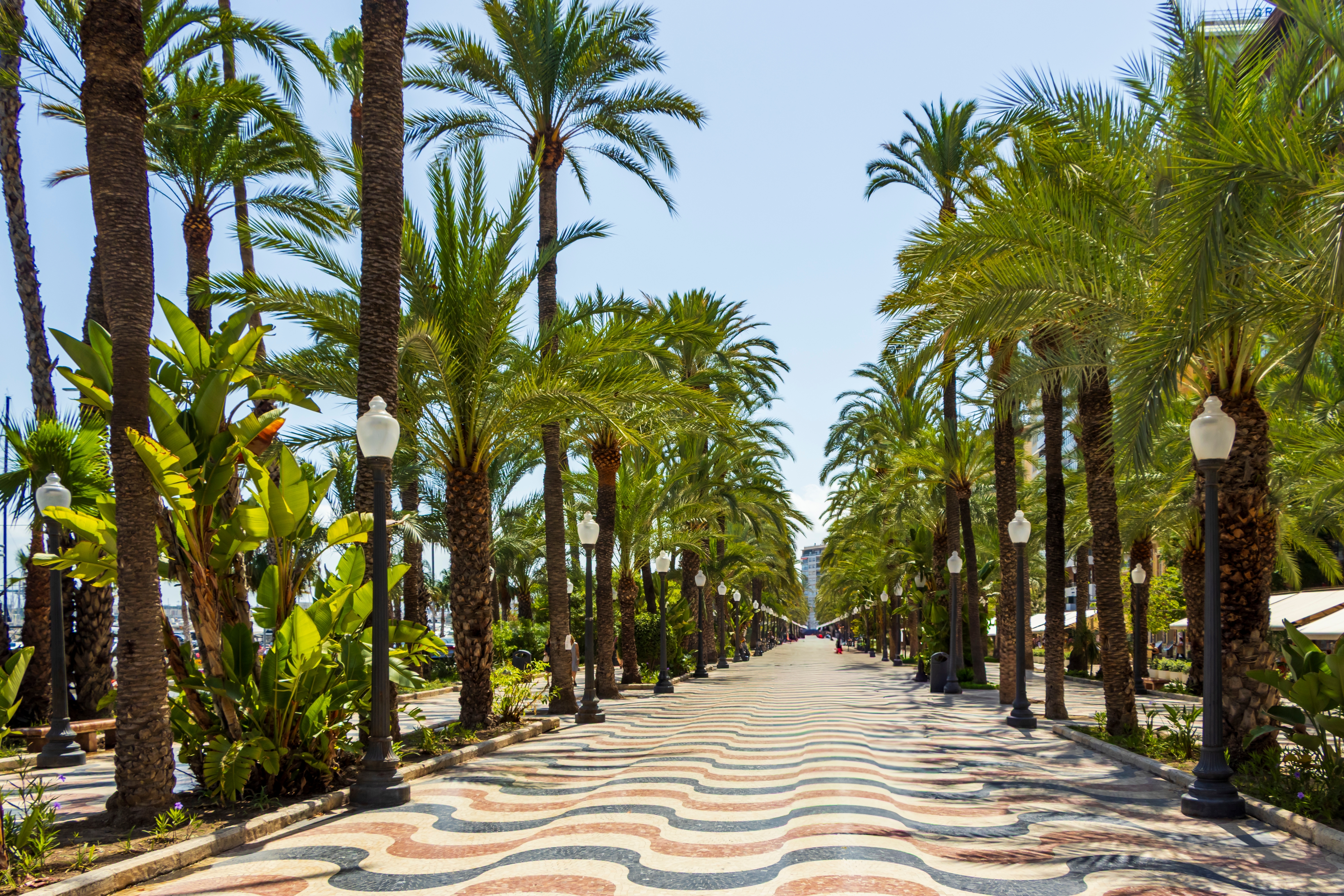 Flot palmeboulevard på Explanada de España i Alicante, Spanien, med karakteristisk bølgemønstret belægning og frodige palmer langs promenaden