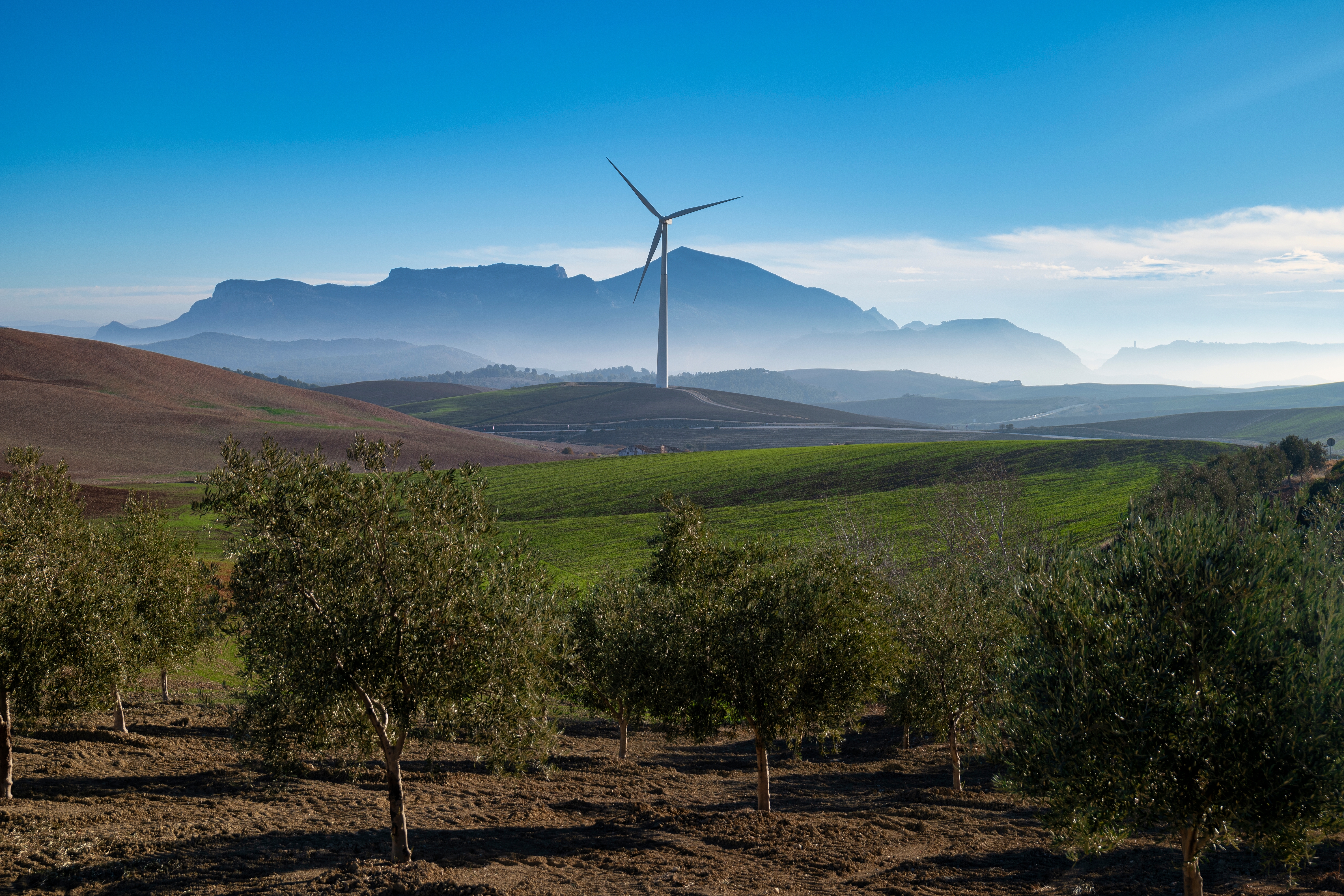 Grønne bakkede marker med oliventræer og vindmølle i det naturskønne Alora, Andalusien