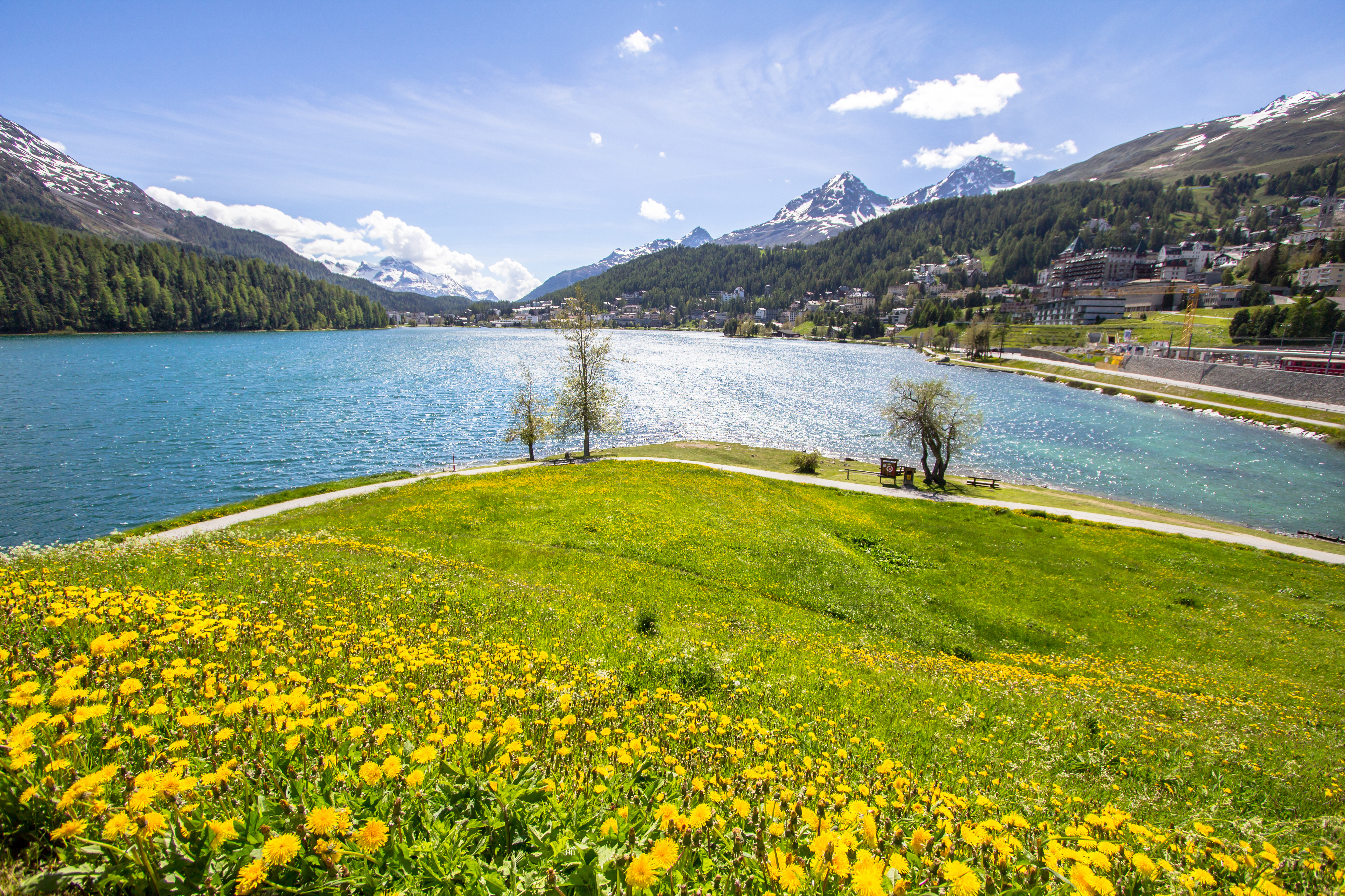 Alpinsø i Schweiz omgivet af snedækte bjerge og gule forårsblomster