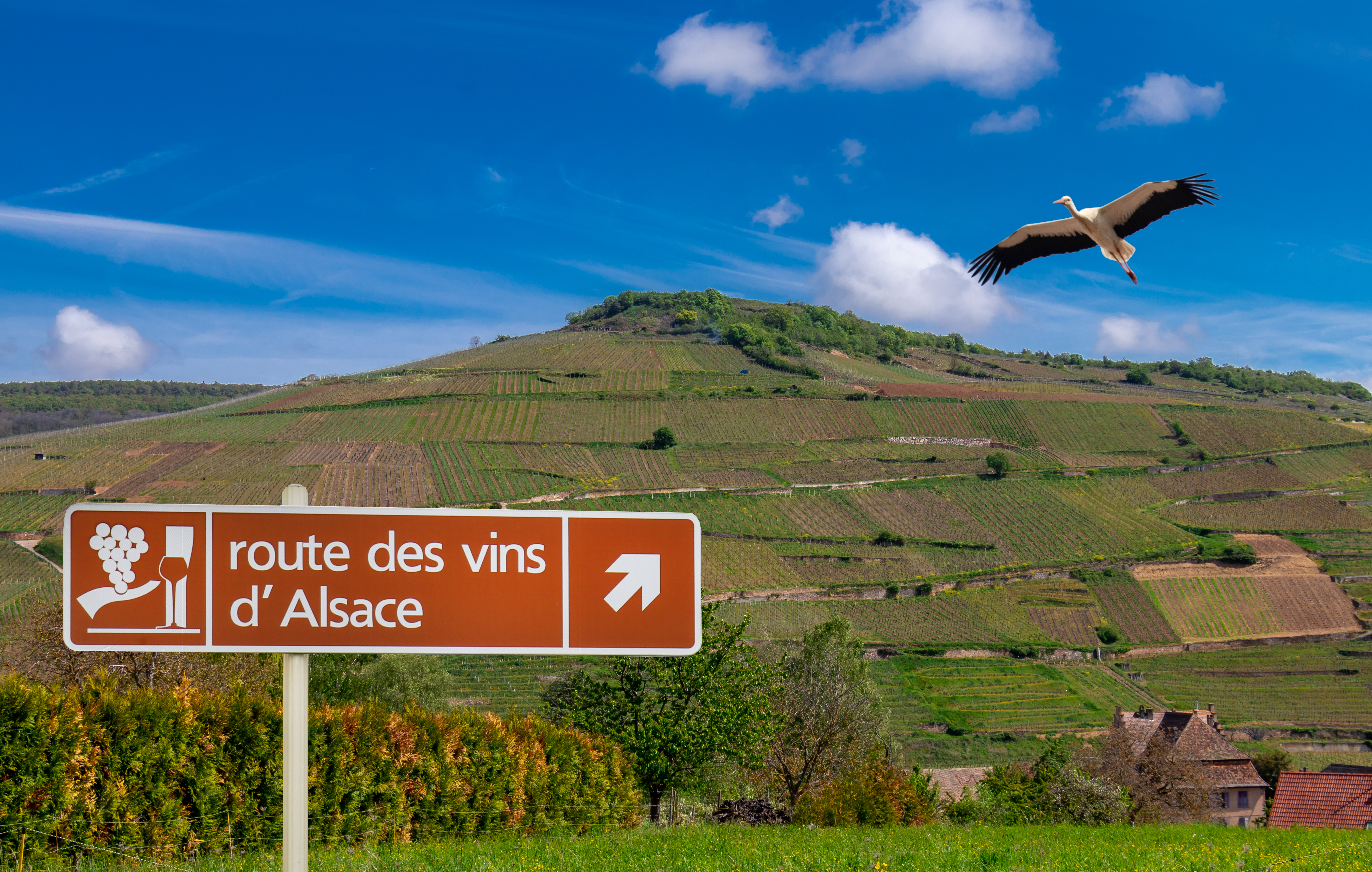 Route des Vins d'Alsace vejskilt omgivet af frodige vingårde og en hvid stork i flugten over det smukke landskab i Alsace