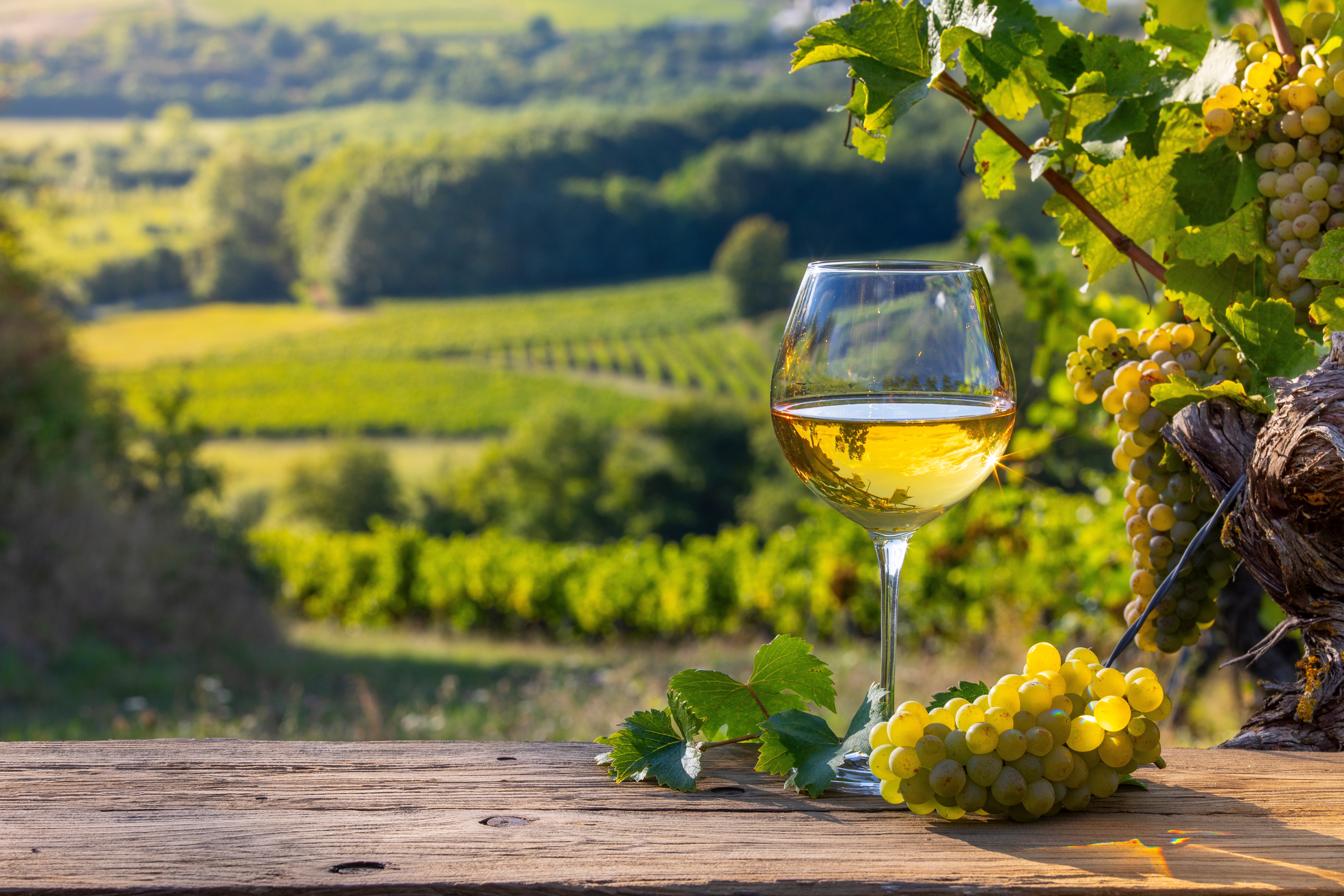 Alsace vingård med hvid vin og friske druer i gylden eftermiddagssol