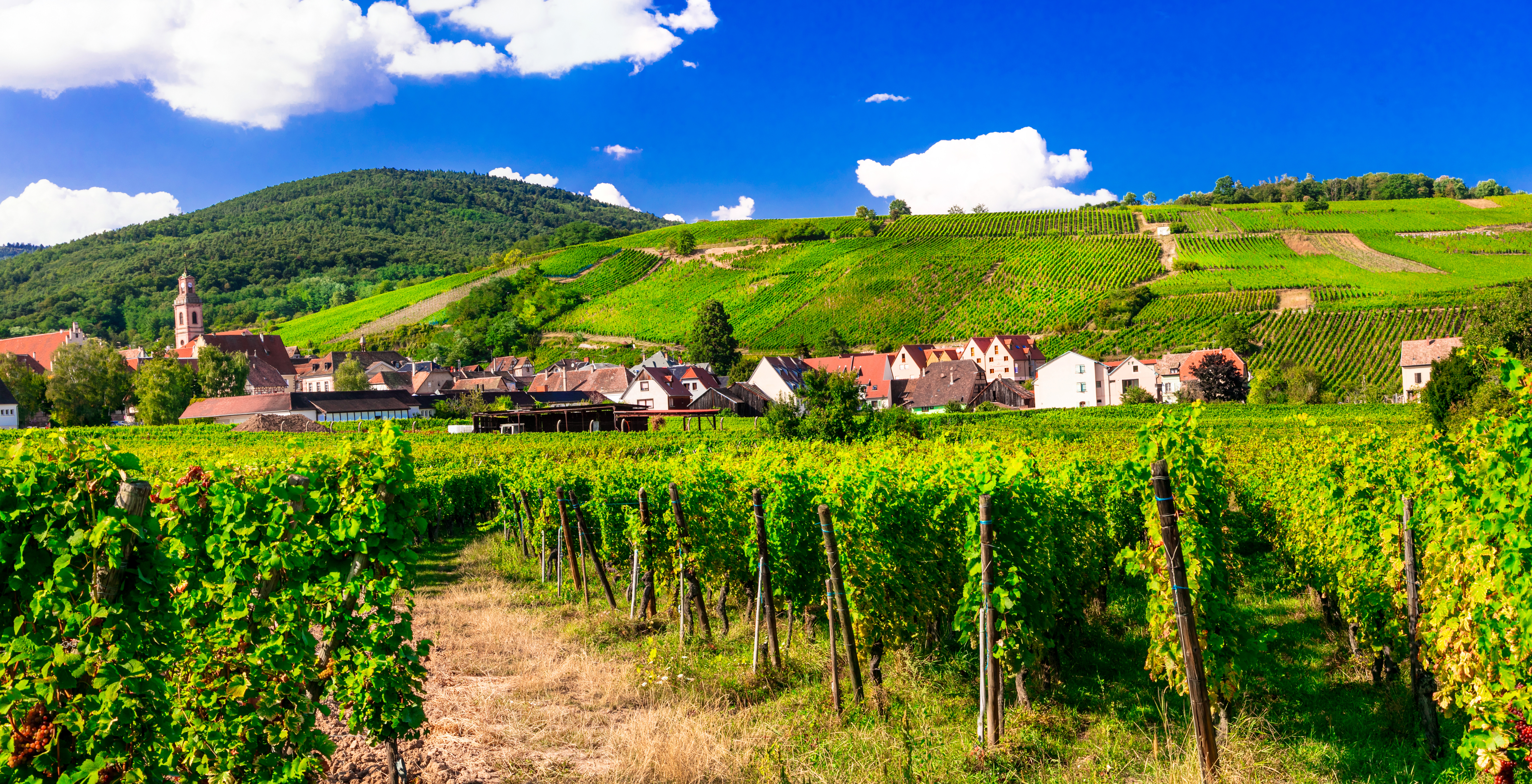 Fascinerende udsigt over de velholdte vinmarker i Alsace med en historisk landsby indlejret mellem bakkerne - oplev den berømte franske vinrute med dens pittoreske landsbyer og verdenskendte vinfremstilling