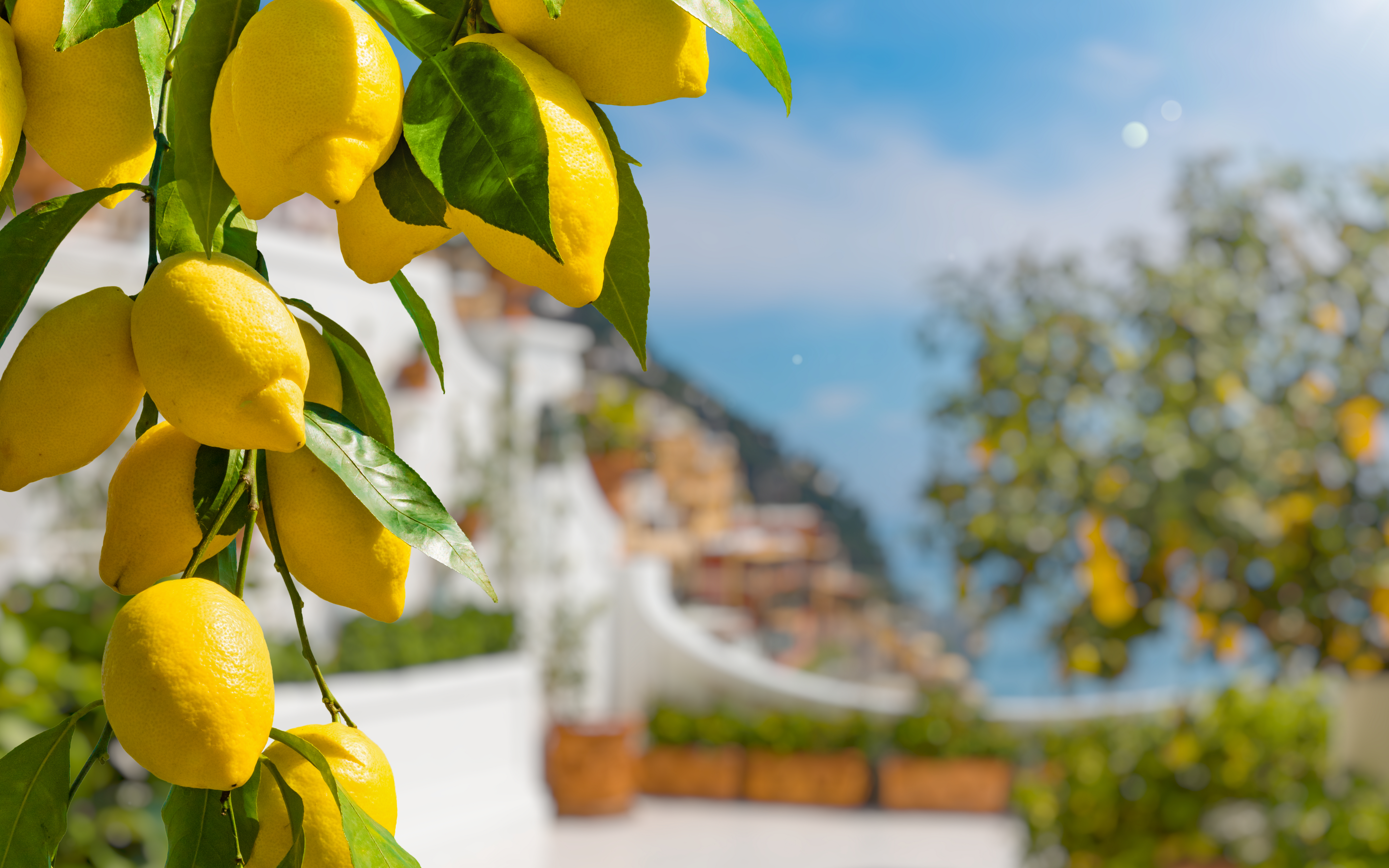 Nærbillede af saftspændte gule citroner der vokser i klynger med friskgrønne blade i en traditionel citronplantage på den solrige Amalfikyst i Italien