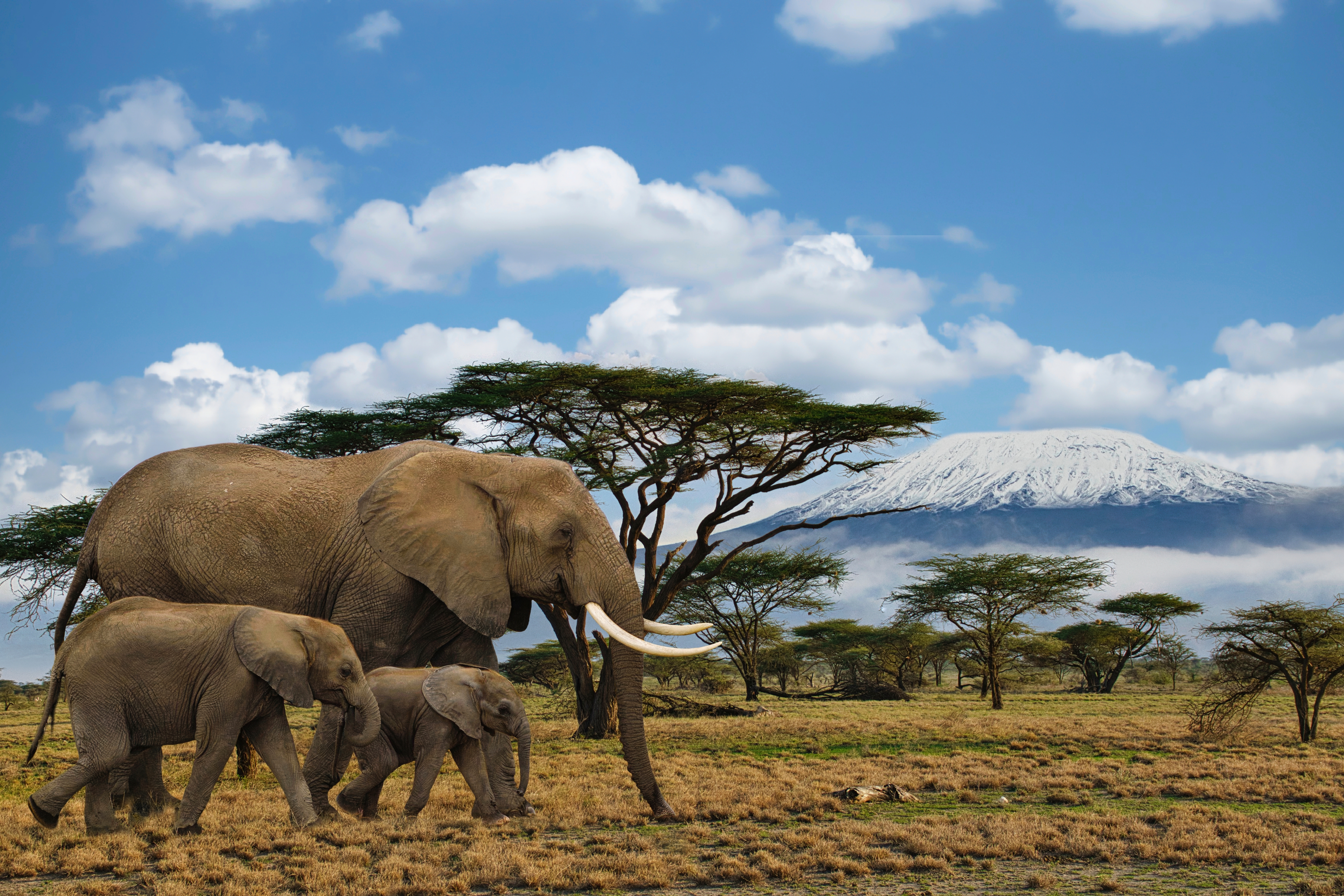 Vild elefantfamilie i Amboseli nationalpark med Kilimanjaro panorama