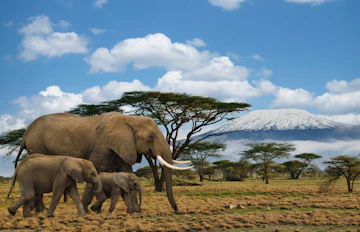 Vild elefantfamilie i Amboseli nationalpark med Kilimanjaro panorama