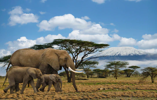 Vild elefantfamilie i Amboseli nationalpark med Kilimanjaro panorama