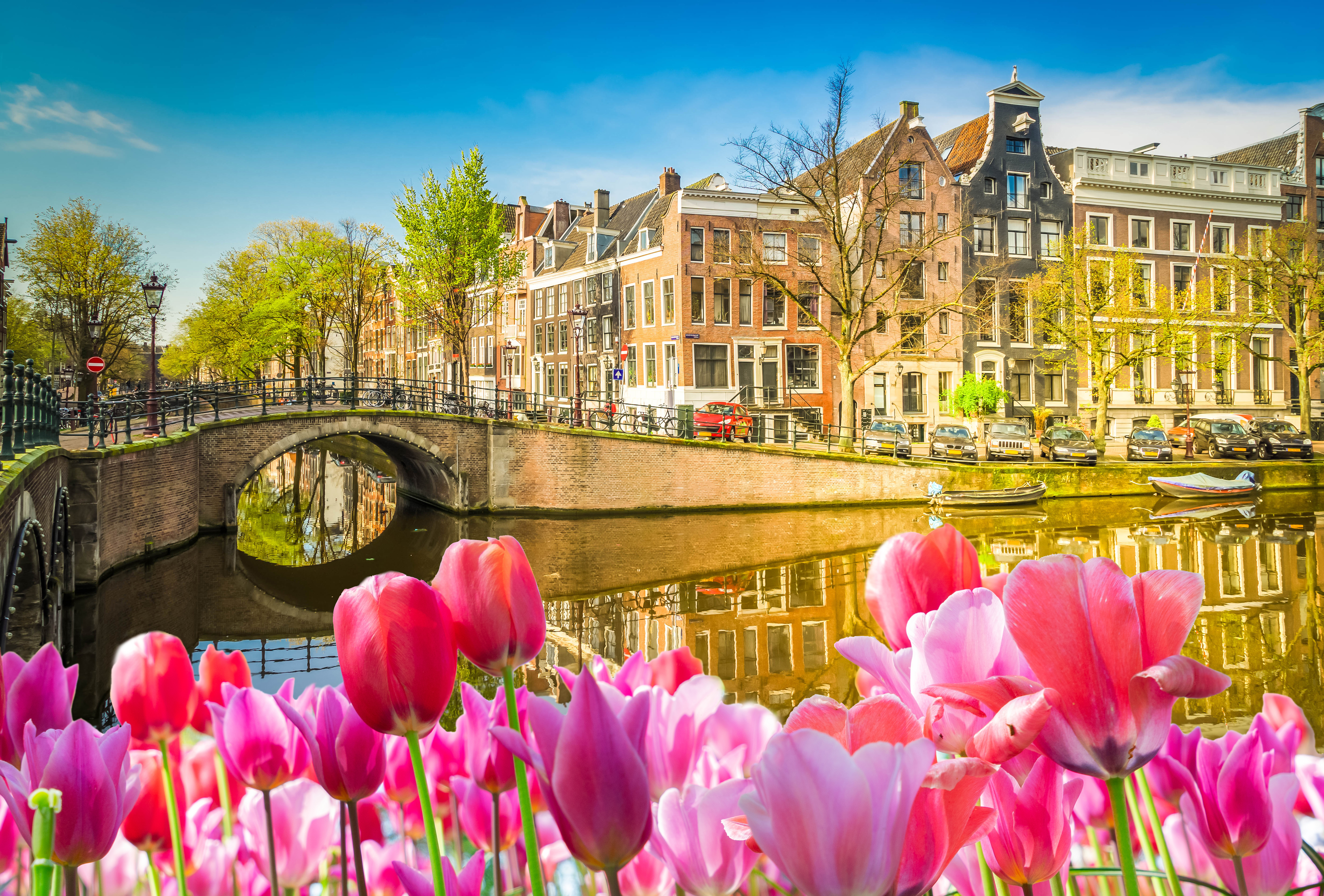 Malerisk udsigt over Amsterdams kanaler med blomstrende tulipaner og traditionelle hollandske kanalhuse i solskin