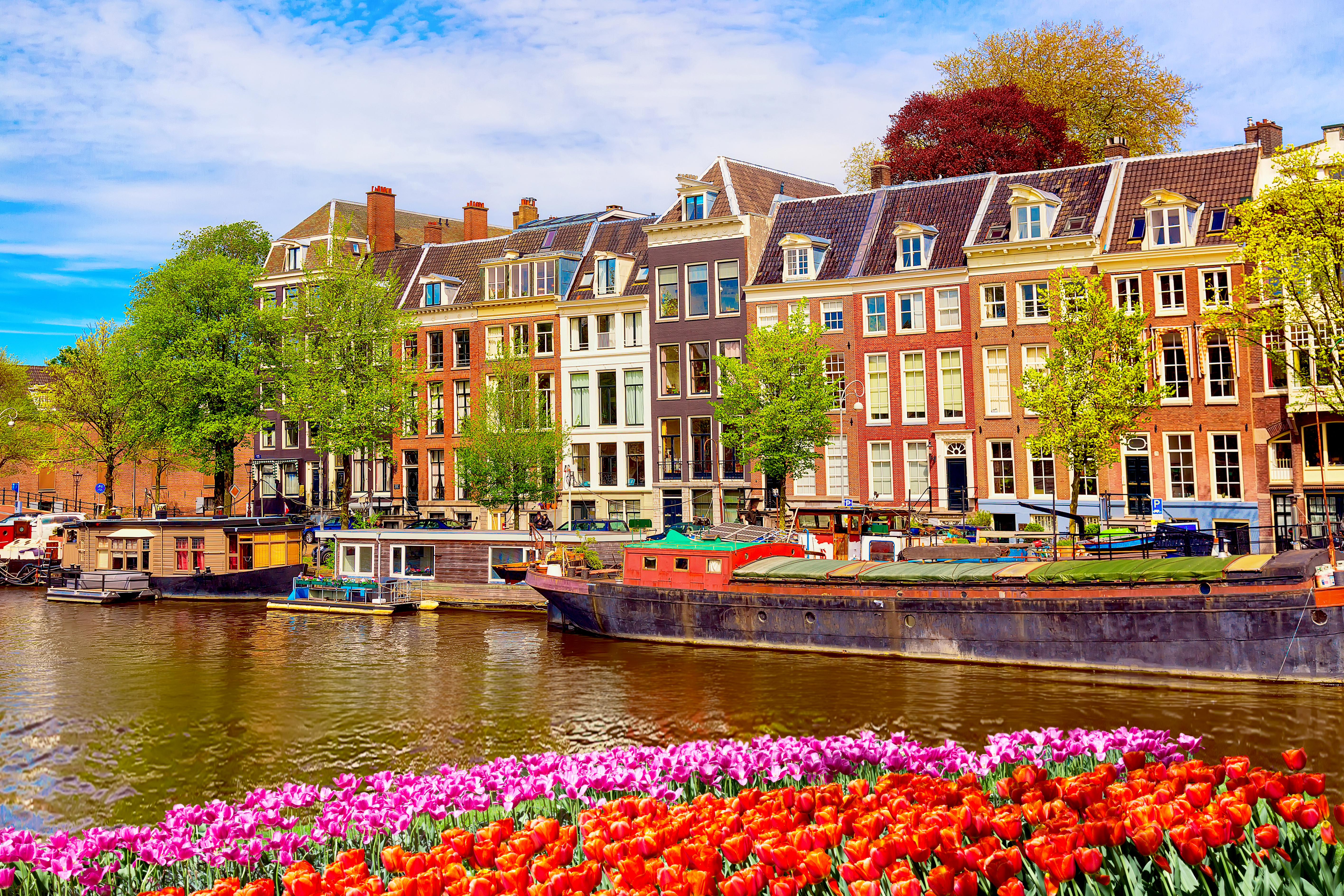 Stemningsfuldt billede af Amsterdams kanaler med traditionelle hollandske huse og flotte farverige tulipanbede, der blomstrer i forgrunden