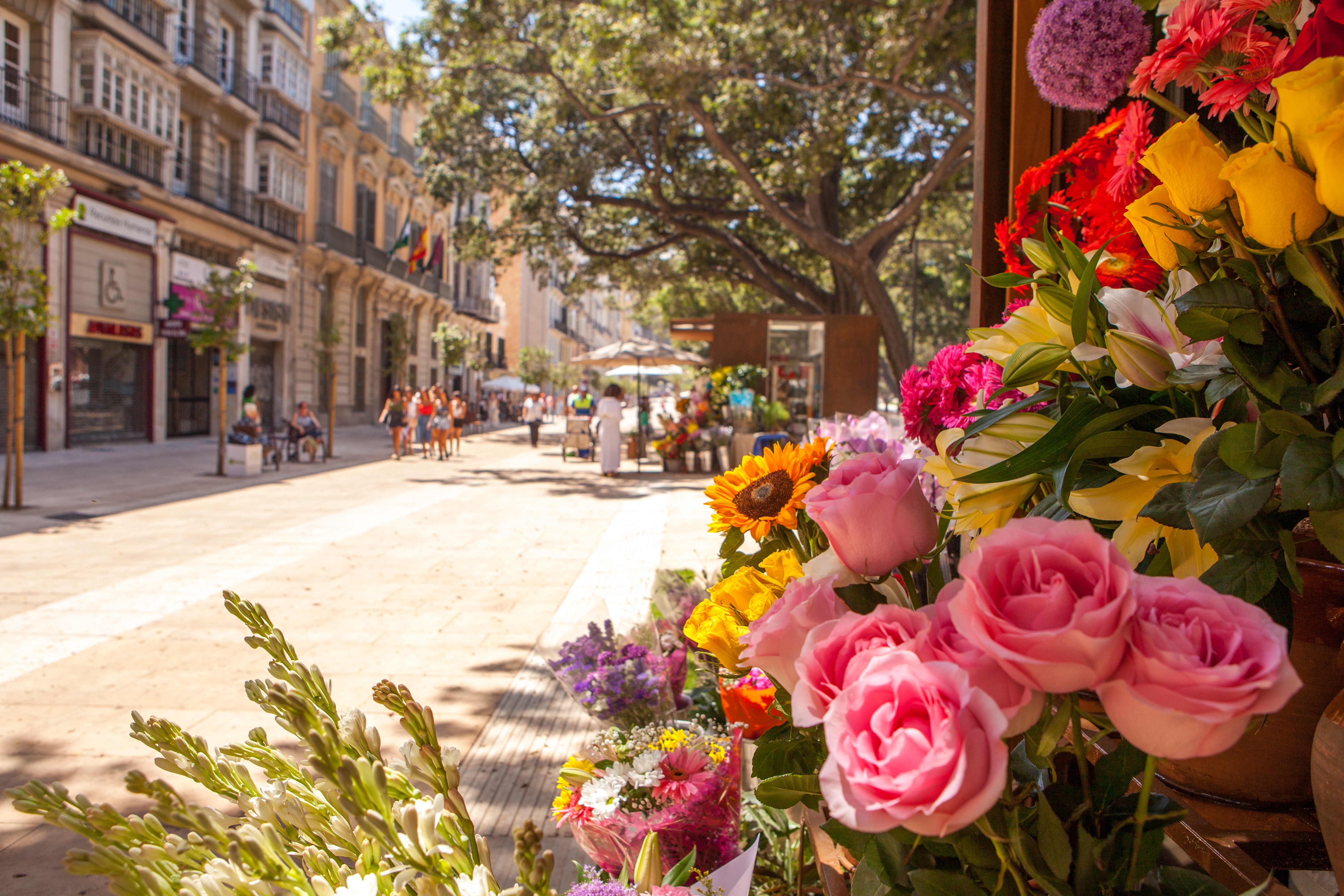 Farverige blomster på turistgade i det charmerende centrum af Malaga, Andalusien