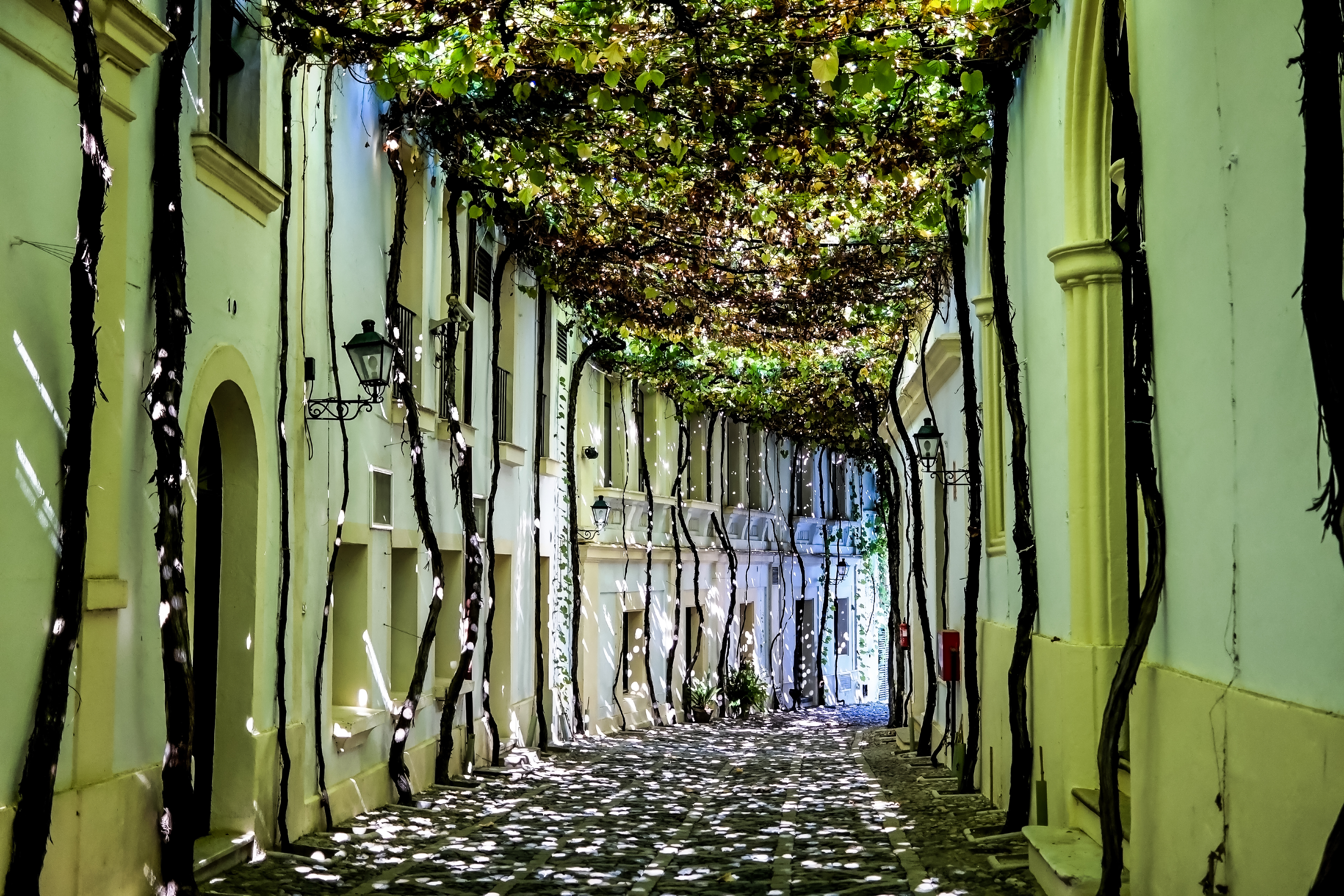 Smal gade med drueklynger og solskygger i Jerez, Andalusien Spanien