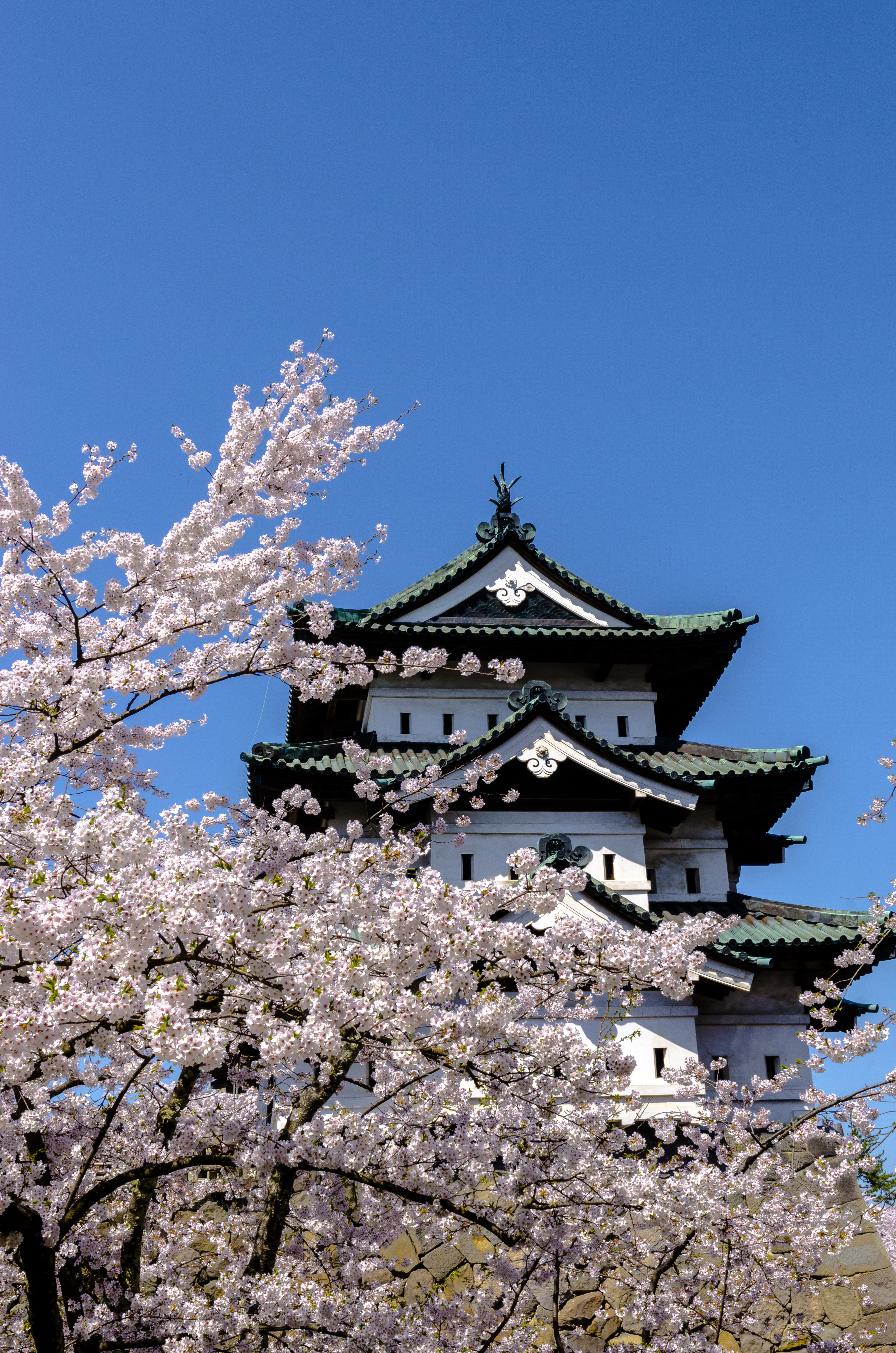 Hirosaki slot i Aomori under den beroemte hanami kirsebaerblomstsaeson