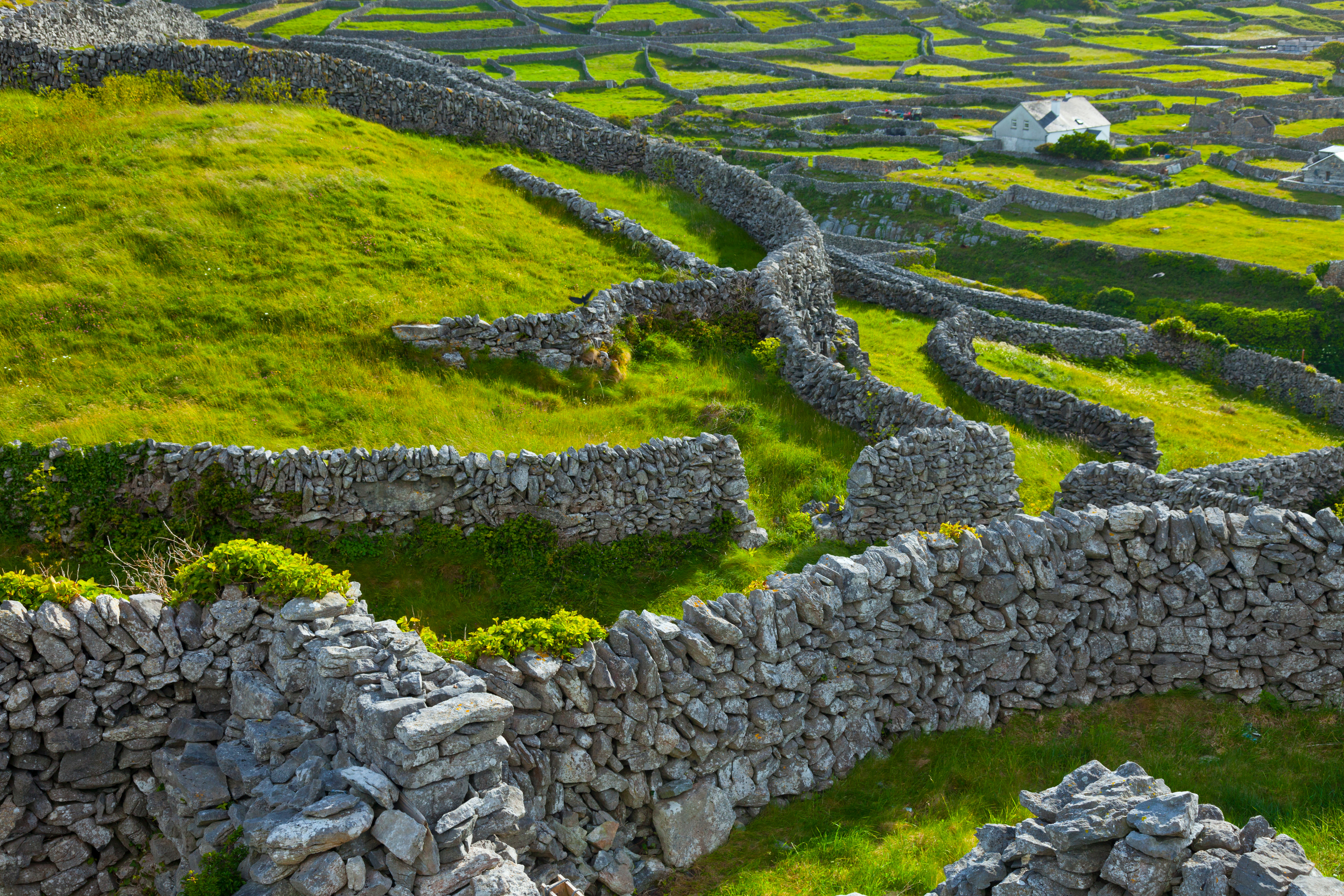 Smukke traditionelle stenmure deler det grønne landskab på Inisheer, de berømte Aran-øer i det vestlige Irland