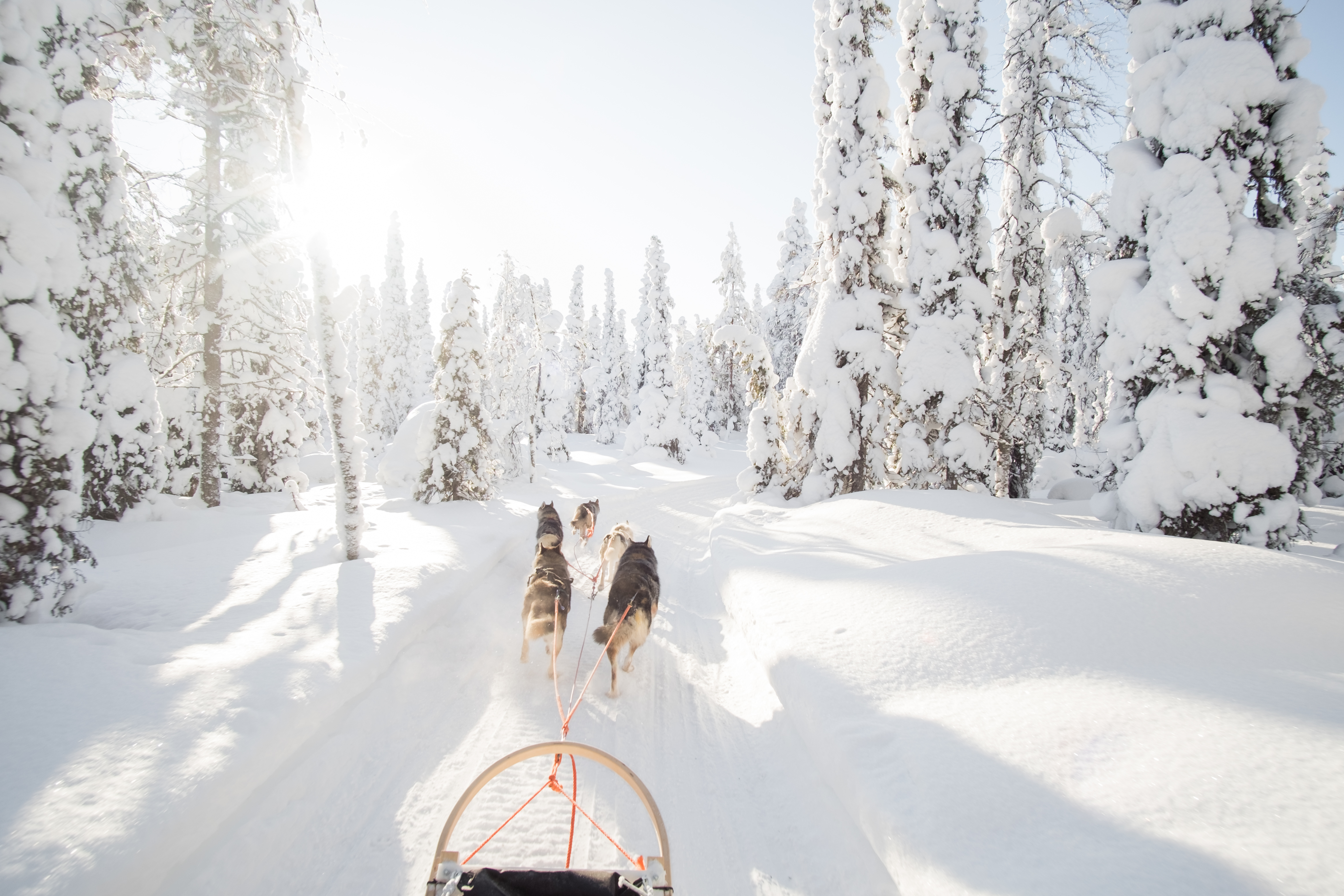 Arktisk hundeslædekørsel gennem dyb sne i finsk lapland skov