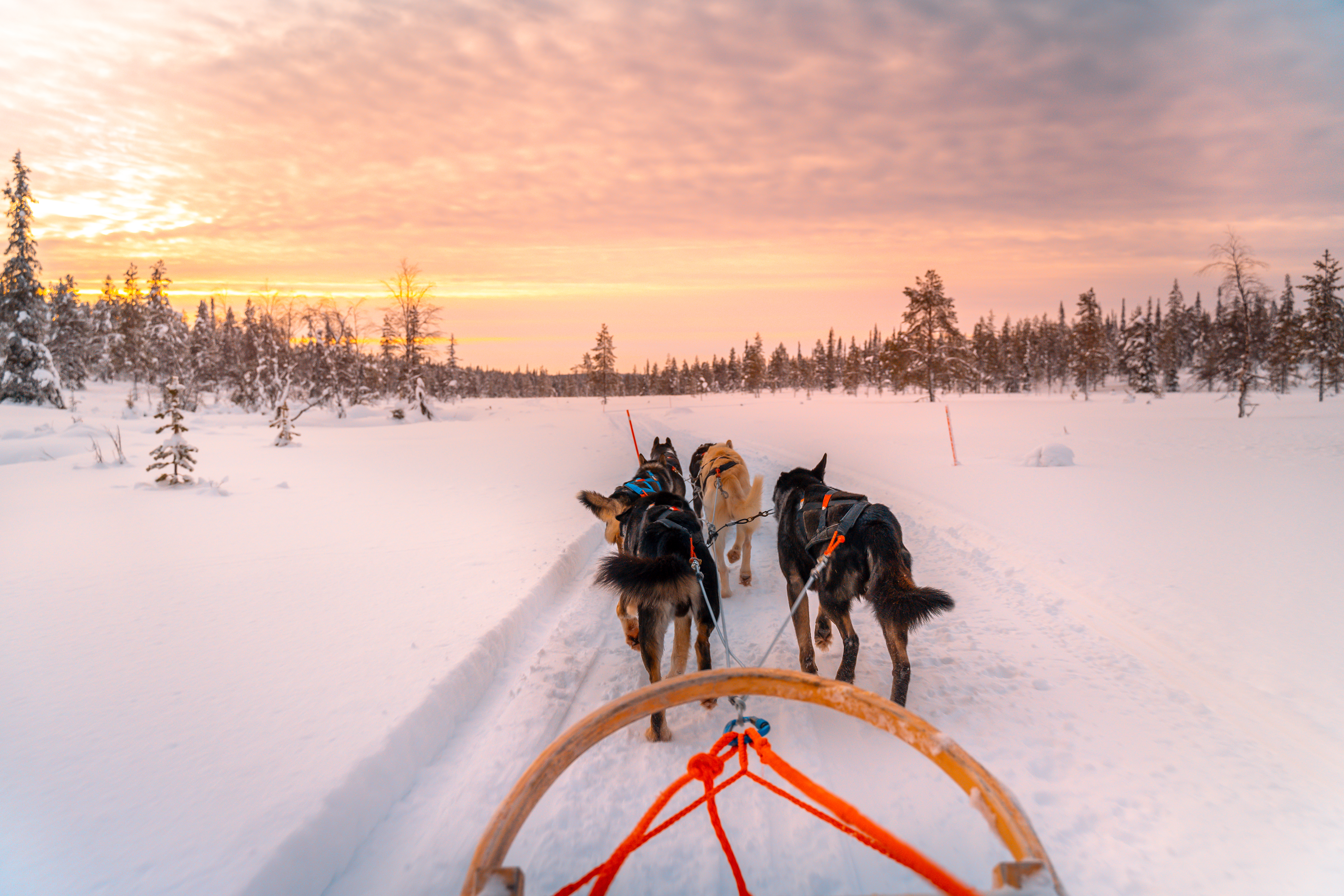 Arktisk husky safari gennem det frosne landskab i det nordlige Finland