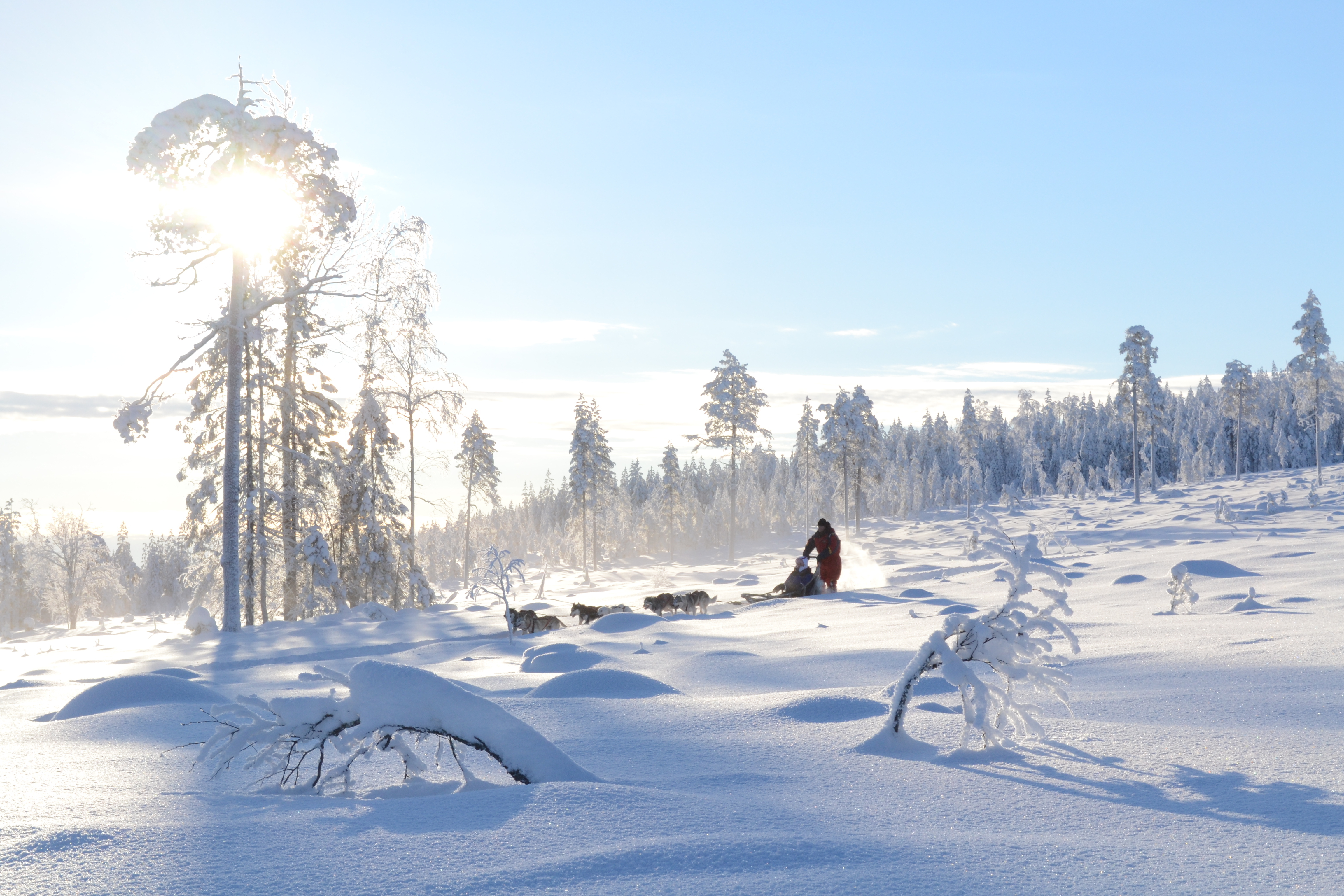 Fascinerende arktisk oplevelse i Lapland med slædekørsel gennem det jomfruelige snelandskab, hvor solen kaster et magisk gyldent lys over de snedækkede fyrretræer i vildmarken