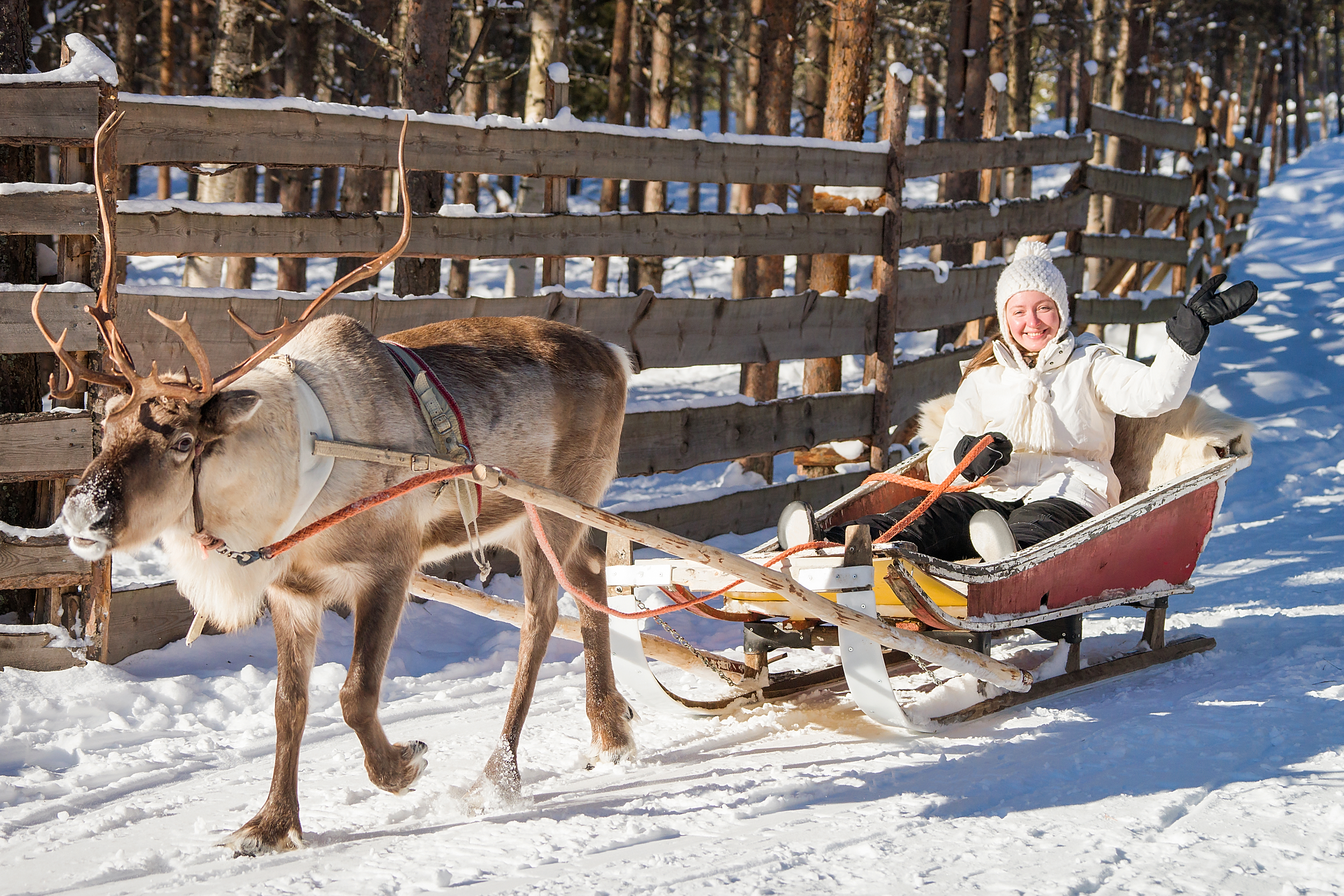 Arktisk rensdyrsafari med kvindelig turist på kane i snedækket laplandsk skov