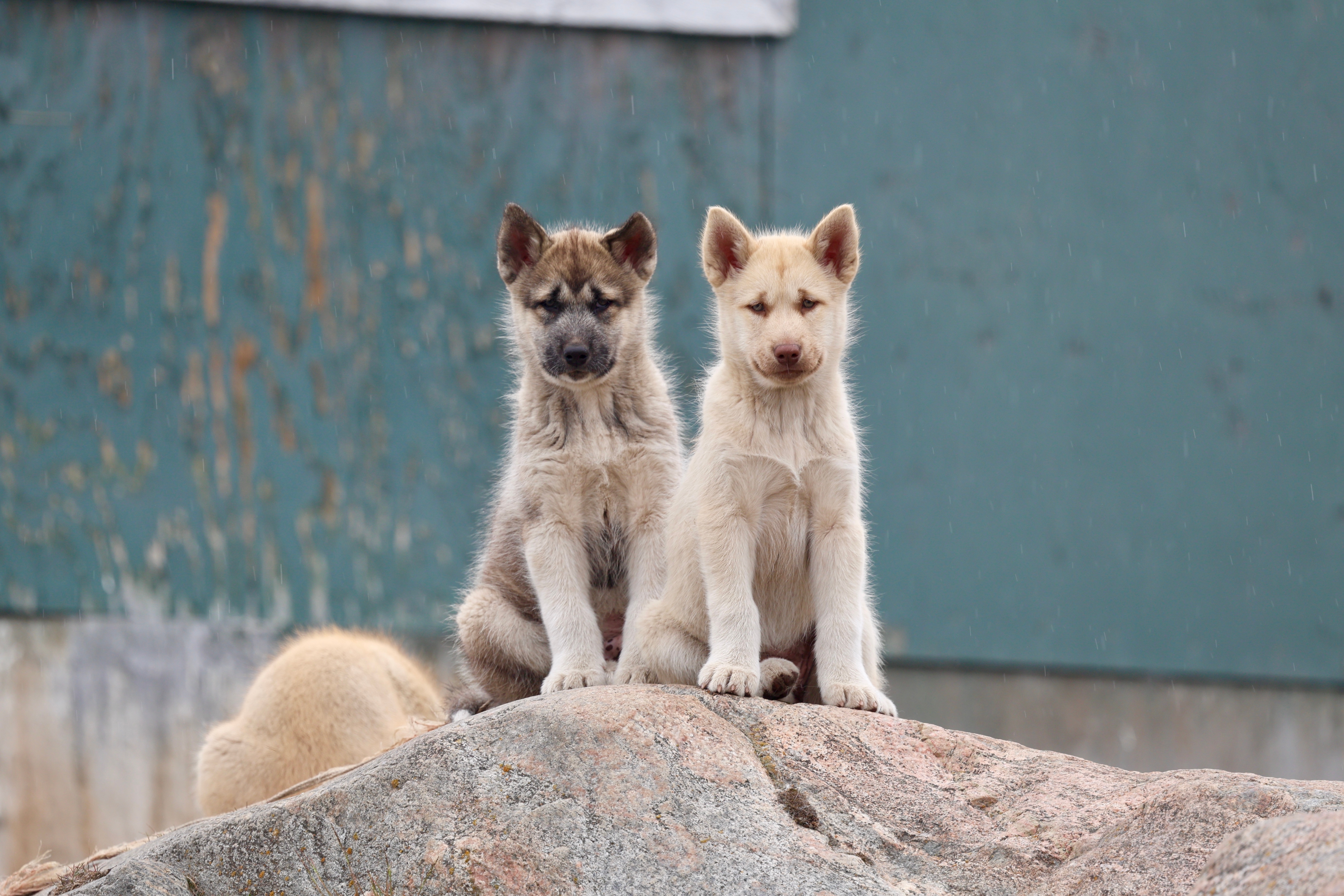 To grønlandske husky-hvalpe på en sten i Ilulissat – traditionelle arktiske slædehunde i Grønland